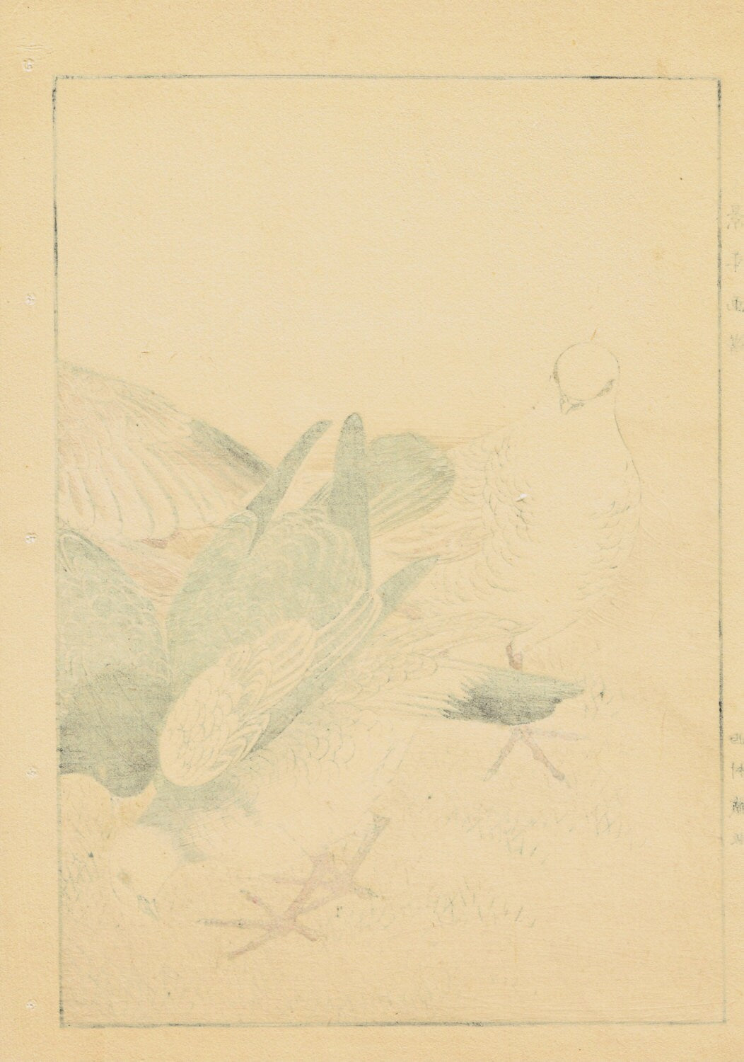 1891,Japanese Antique Original Woodcut Print, Imao Keinen, "Rock Dove"