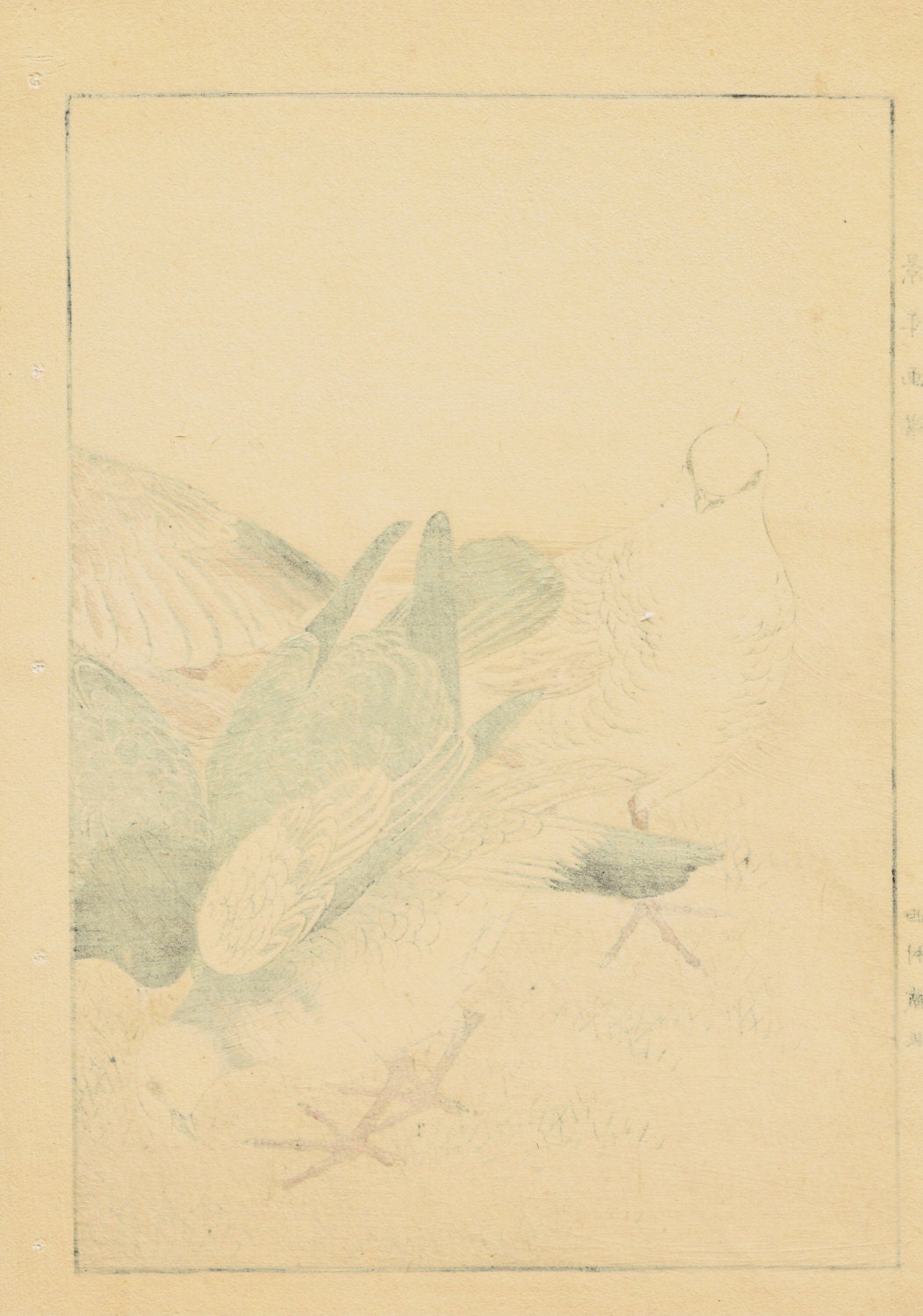 1891,Japanese Antique Original Woodcut Print, Imao Keinen, "Rock Dove"