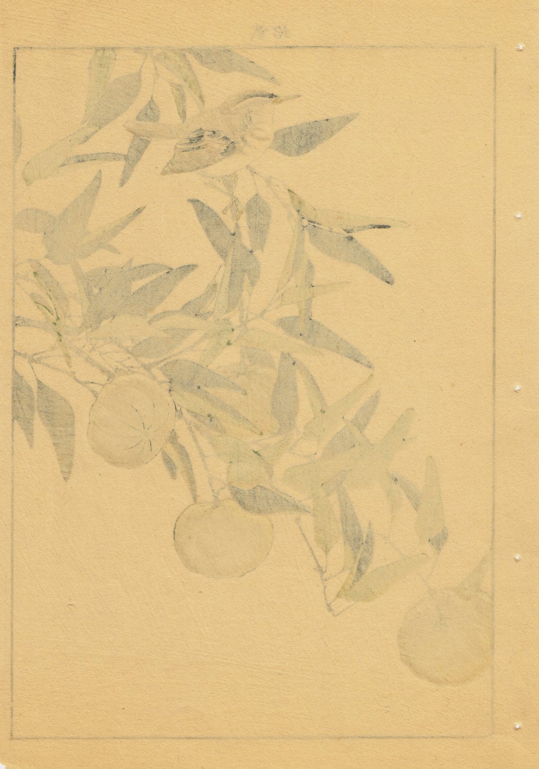 1892, Japanese Antique Original Woodblock Print, Imao Keinen, "Citrus leiocarpa, Zitting Cisticola"