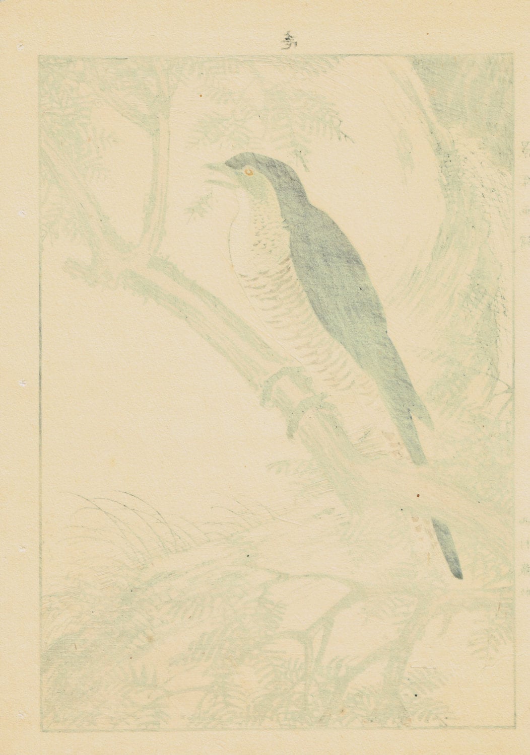1892, apanese Antique Original Woodcut Print, Imao Keinen, "Fir, Common cuckoo"