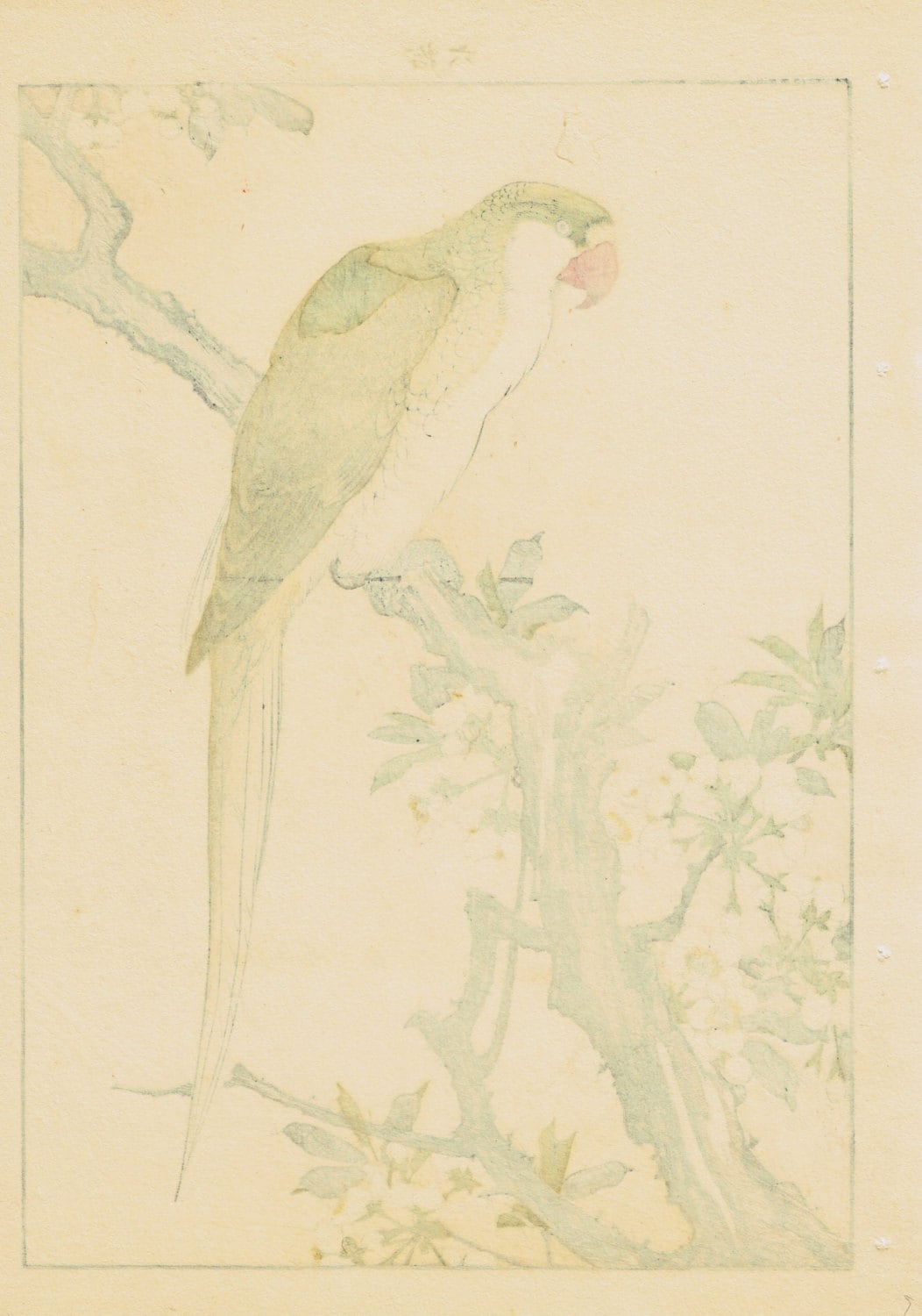 1892, Japanese Antique Original Woodblock Print, Imao Keinen, "Plum blossom, Red-breasted parakeet"