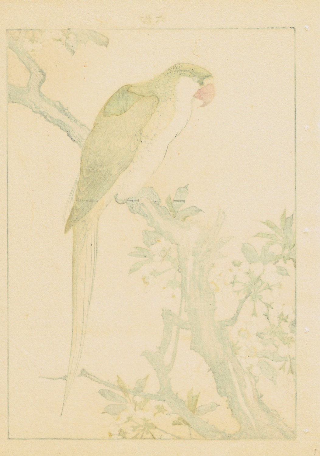 1892, Japanese Antique Original Woodblock Print, Imao Keinen, "Plum blossom, Red-breasted parakeet"