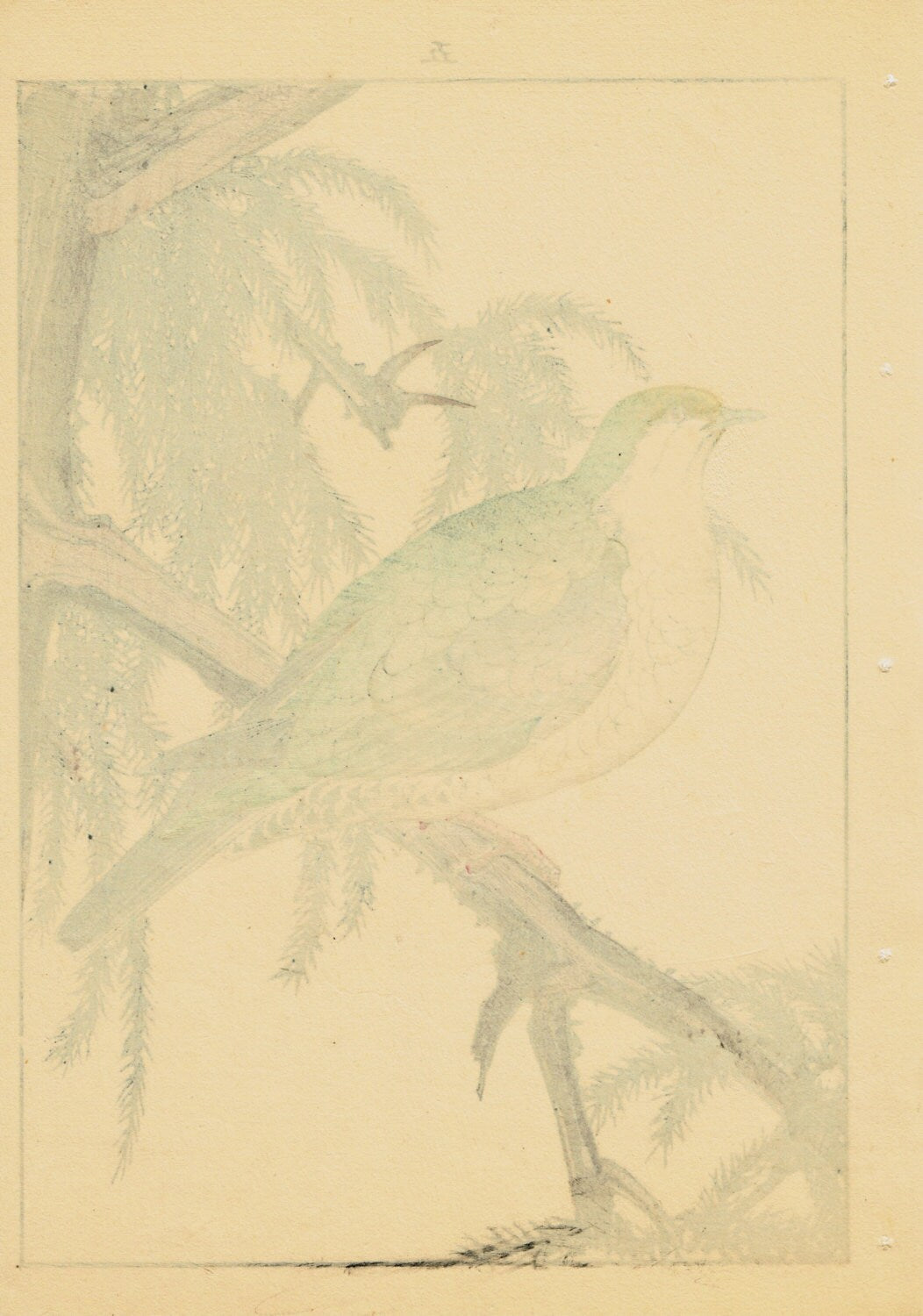 1892, Japanese Antique Original Woodblock Print, Imao Keinen, "Japanese cedar,Turtledove"
