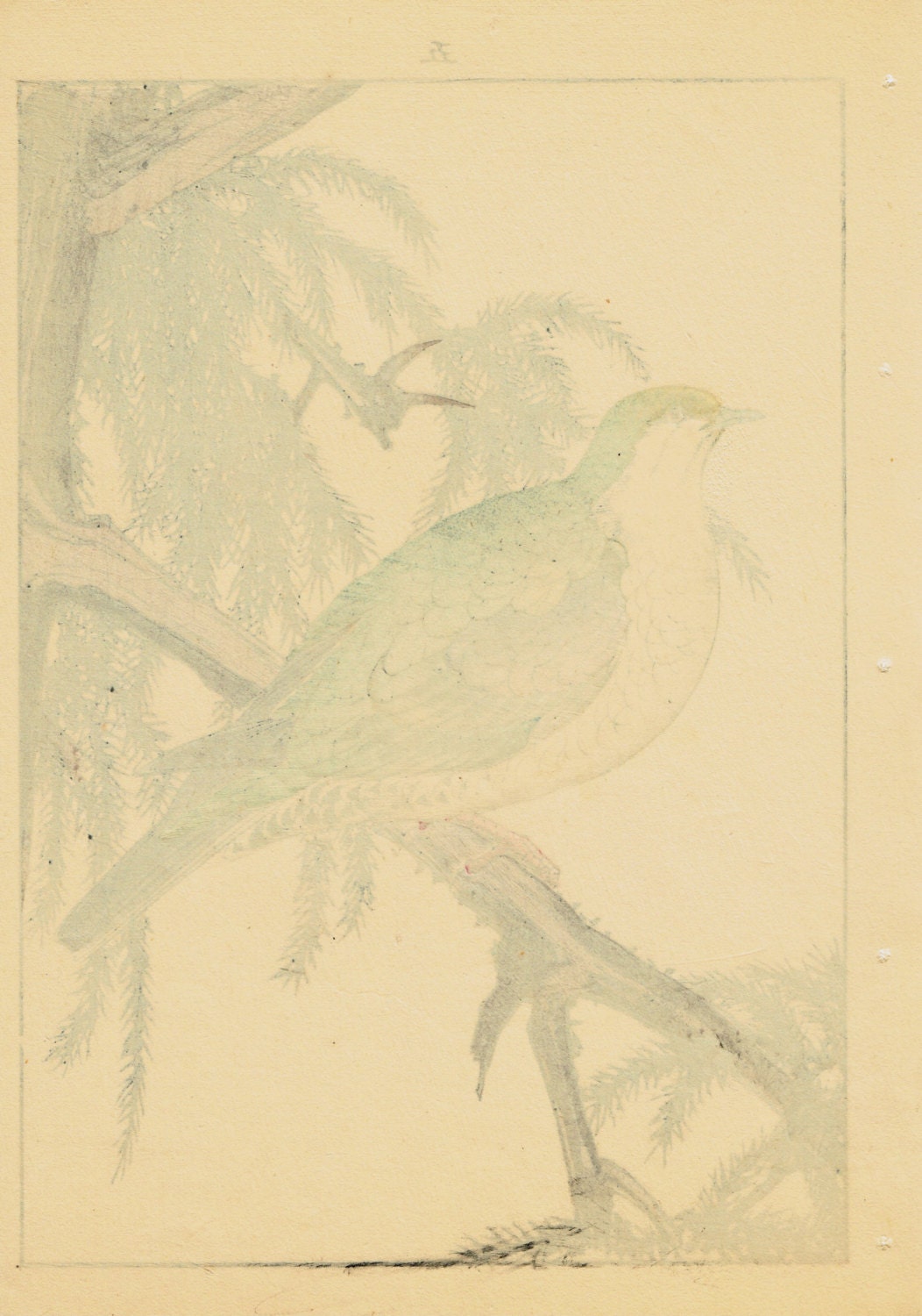 1892, Japanese Antique Original Woodblock Print, Imao Keinen, "Japanese cedar,Turtledove"