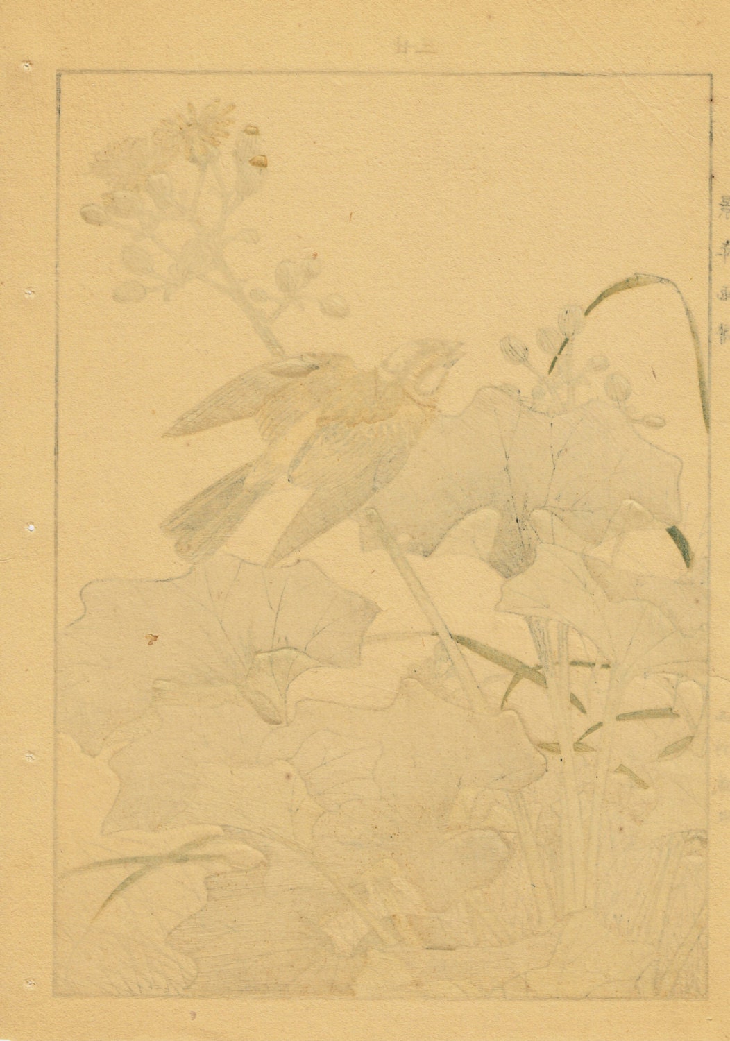 1892, Japanese Antique Original Woodblock Print, Imao Keinen, "Farfugium japonicum, Meadow Bunting"