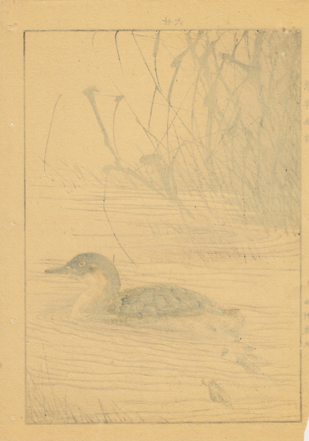 Japanese woodblock print, , Imao Keinen, "Manchurian Wild Rice, Little grebe"