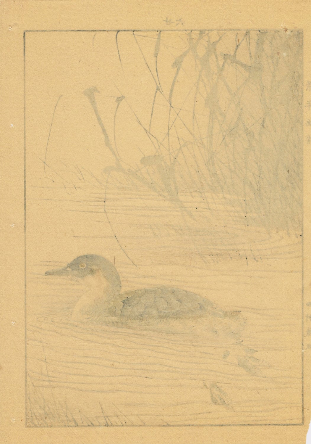 Japanese woodblock print, , Imao Keinen, "Manchurian Wild Rice, Little grebe"