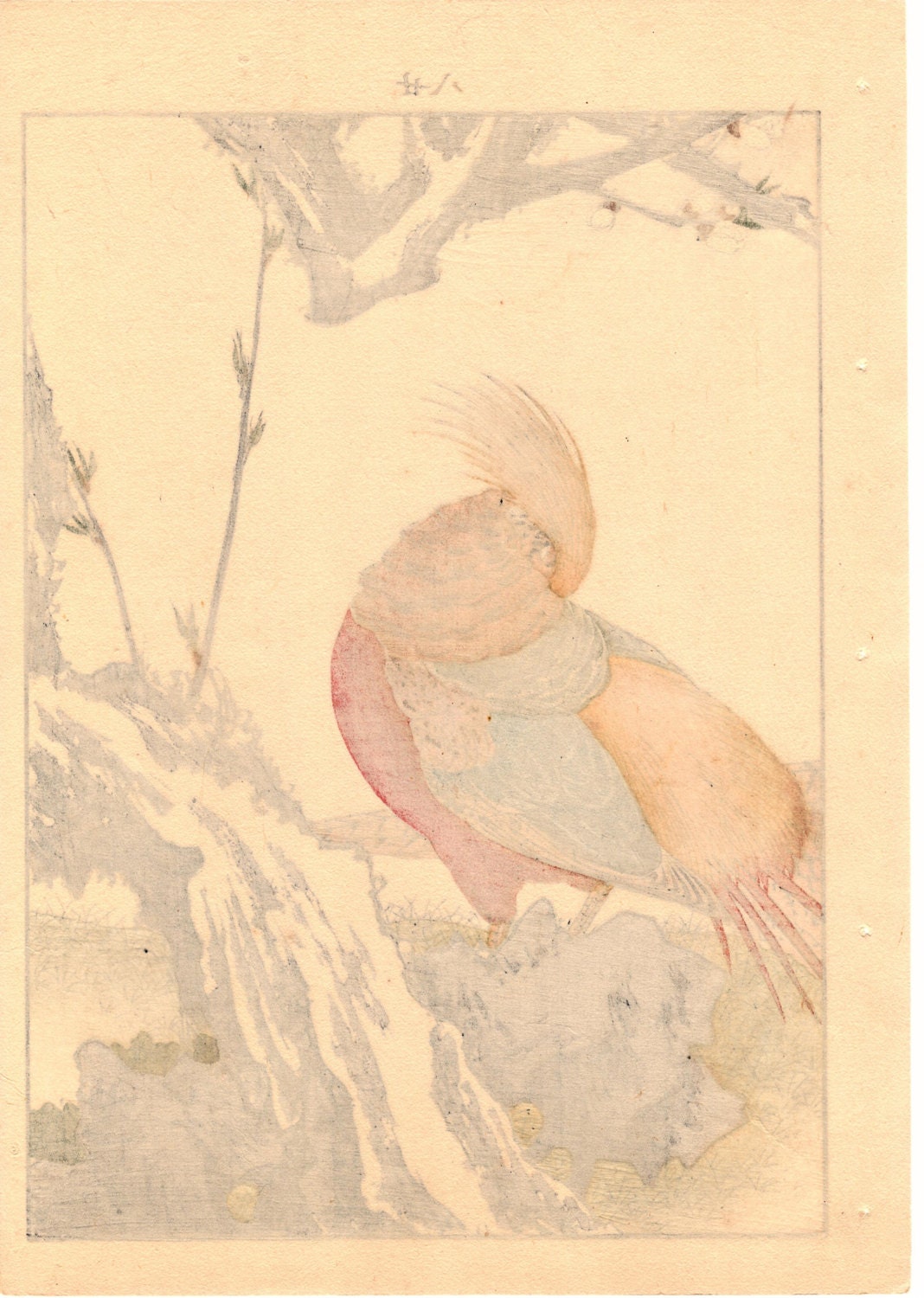 1892, Japanese Antique Original Woodblock Print, Imao Keinen, "Golden Pheasant"