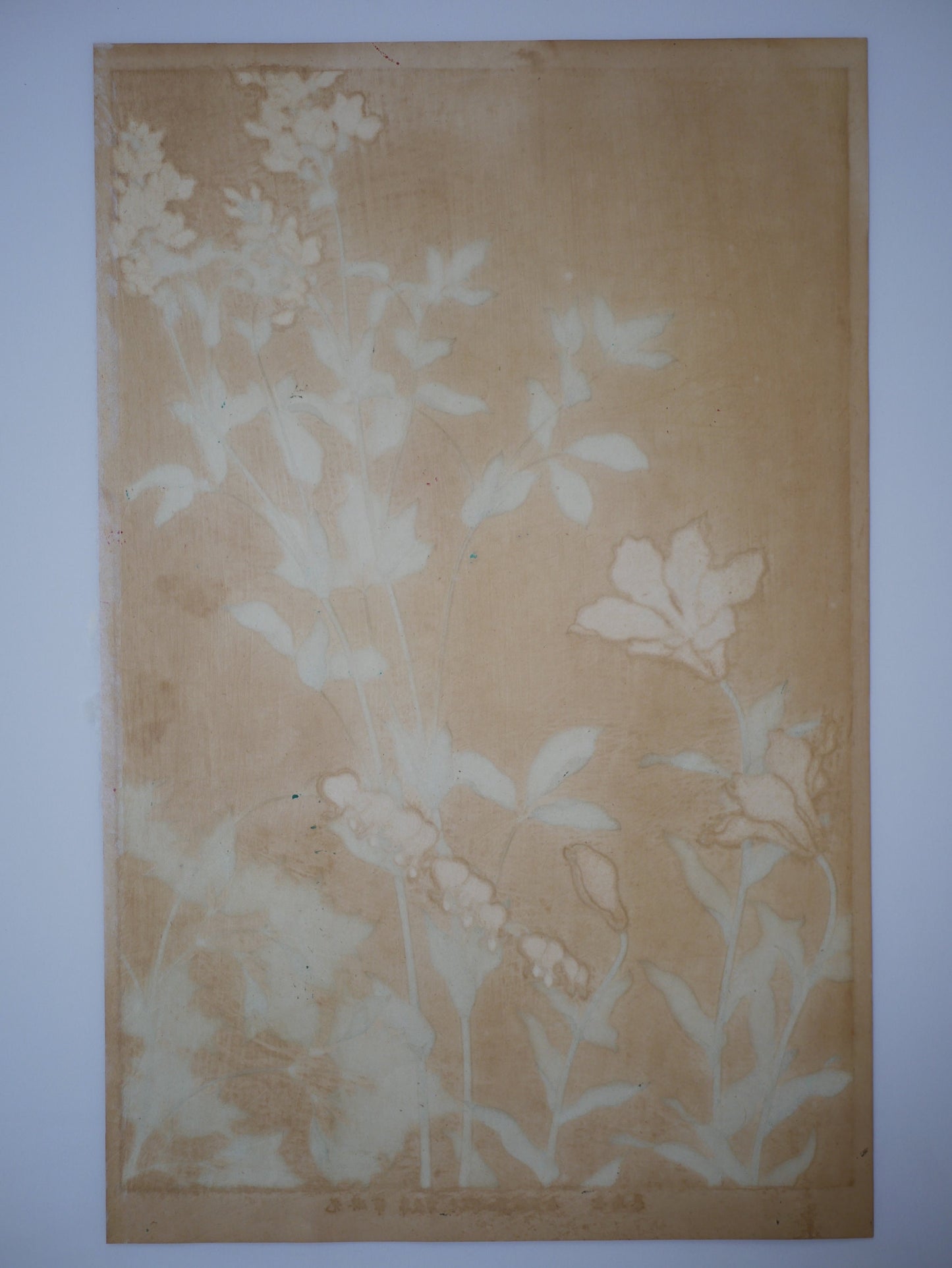 1931, Japanese antique woodblock print, Ogata Korin, "Album of Hundred Flowers by Artists of Rinpa School, star lily, lyreflower"