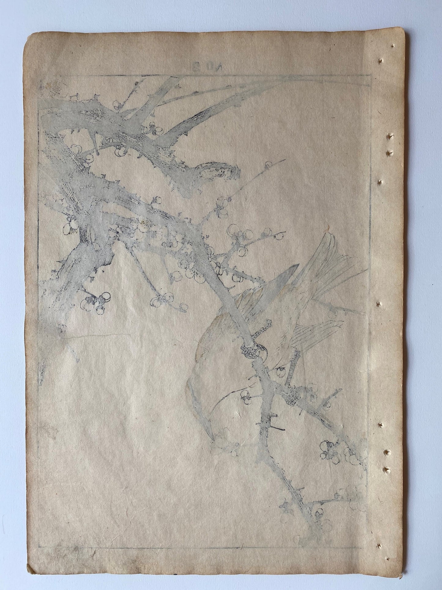 1892, Japanese Antique Original Woodblock Print, 1891, Imao Keinen, " Shiraume (Hakubai), Bush warbler (Kourai Uguisu) "