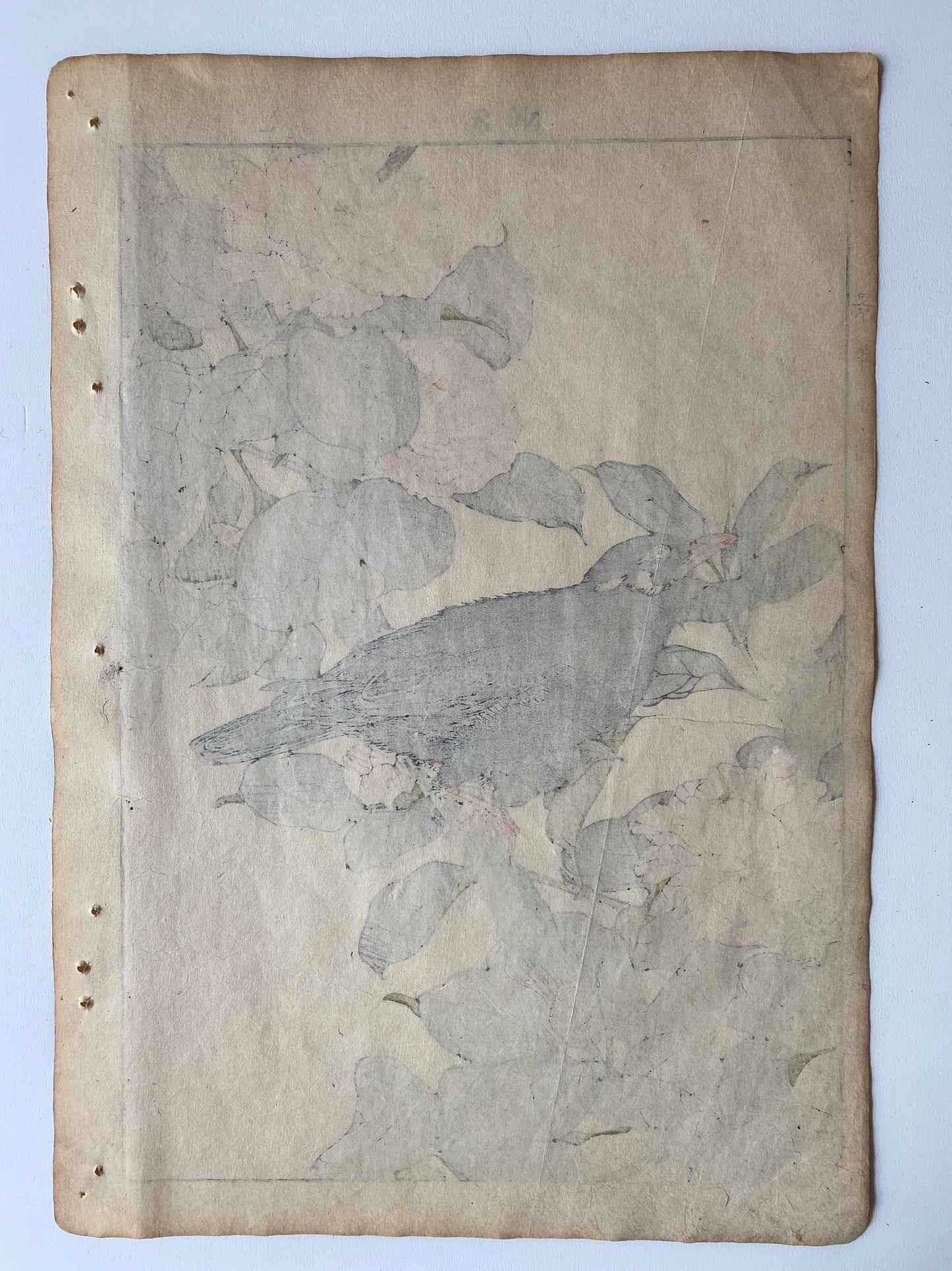 1892, Japanese Antique Original Woodblock Print, 1891, Imao Keinen, " Camellia (Yae Tsubaki), Hill myna (Kyukancho) "
