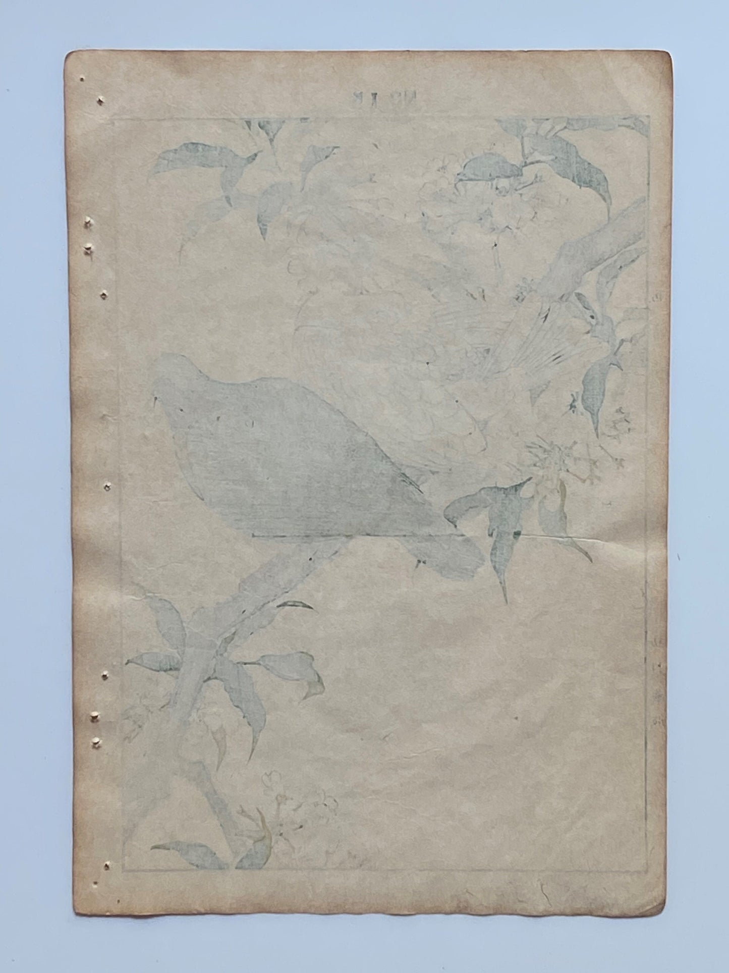 1892, Japanese Antique Original Woodblock Print, 1891, Imao Keinen, " Almond (Hatankyo), Pigeons (Nishikibato) "