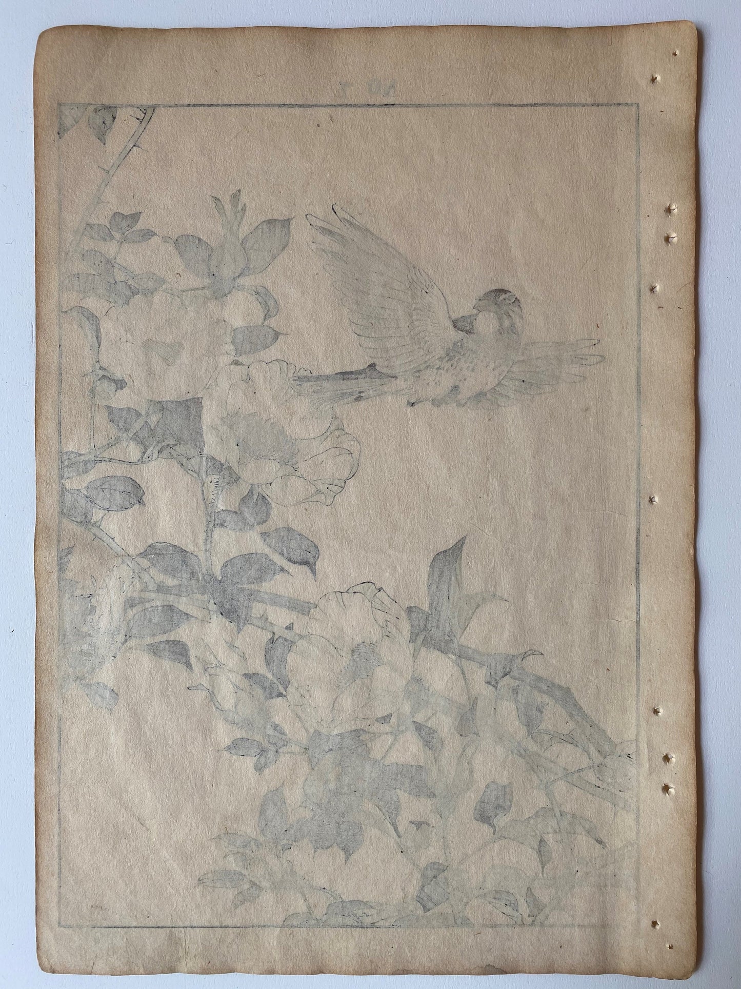 1892, Japanese Antique Original Woodblock Print, 1891, Imao Keinen, " Rosa laevigata (Naniwaibara), Shimakashira "