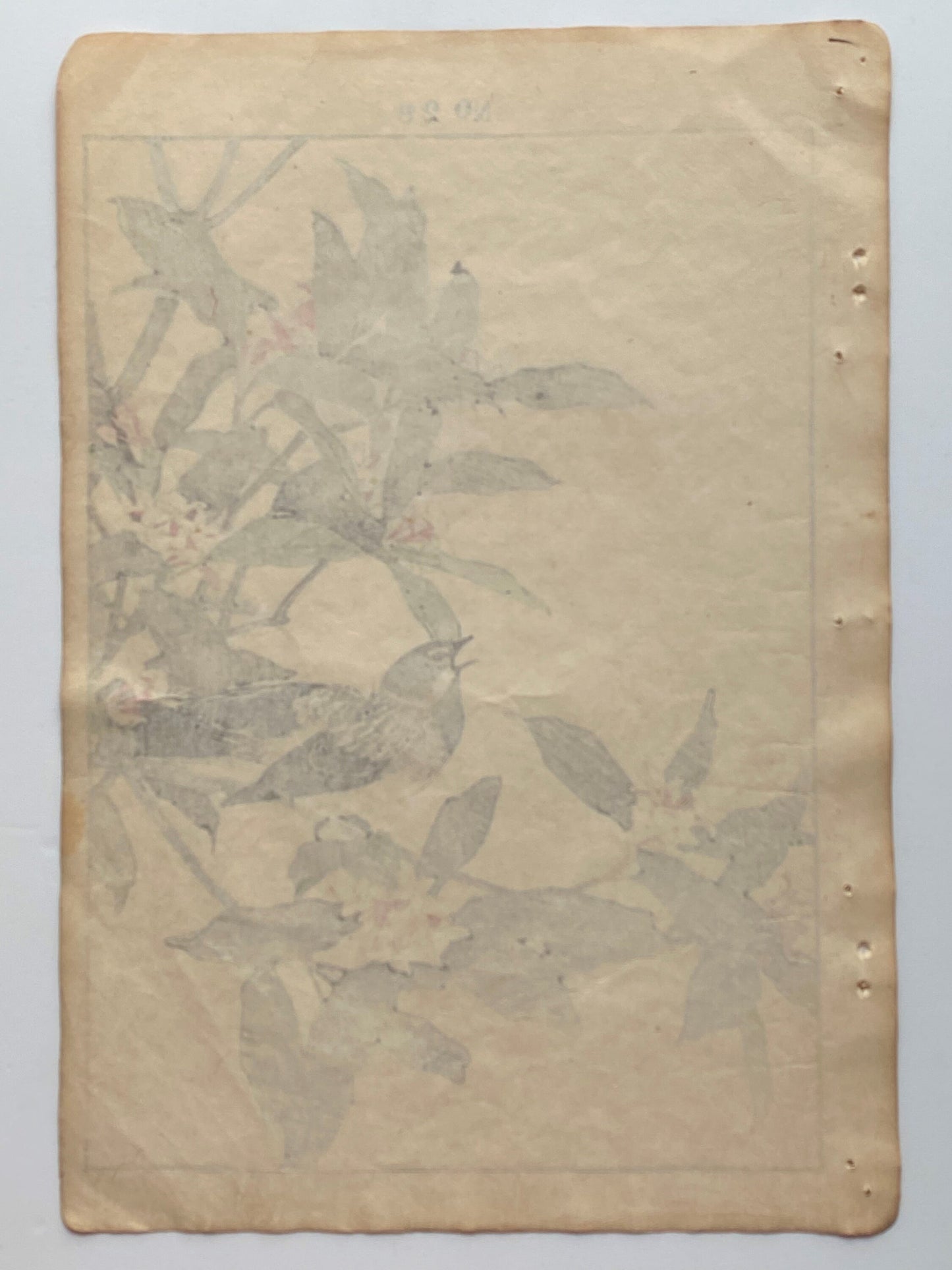 Japanese Antique Original Woodcut Print, 1891, Imao Keinen, " Daphne (Jinchoge), Pallas's Reed Bunting (Jyurin) "