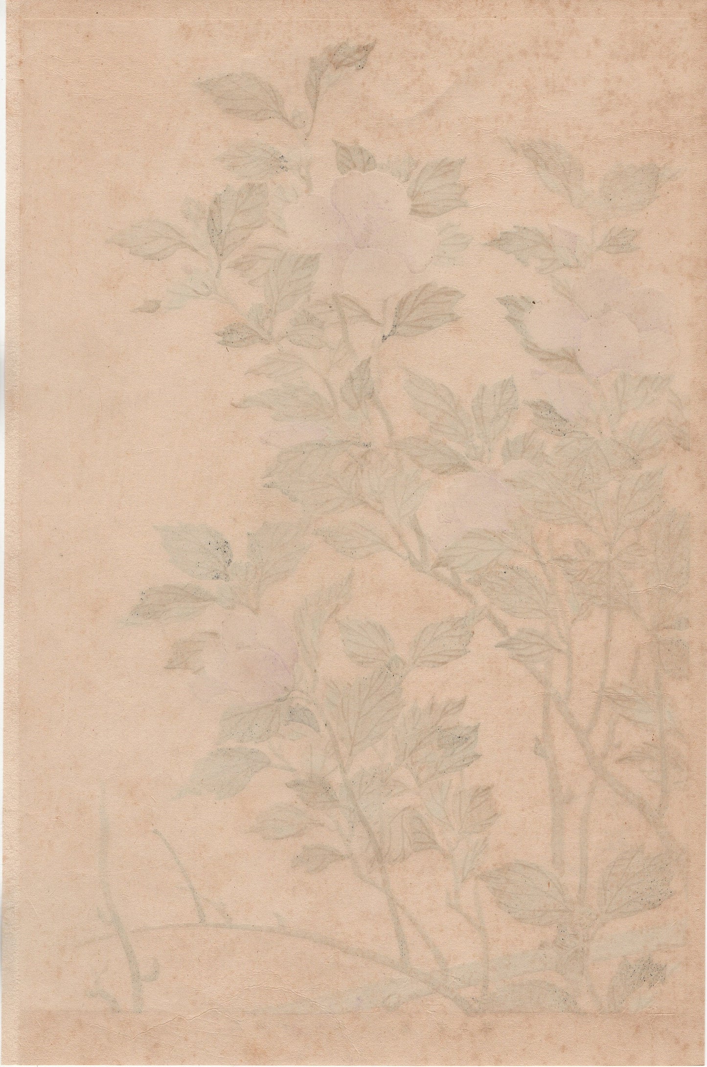Japanese design, antique, woodcut print, 1930, Ogata Korin, "Album of Hundred Flowers by Artists of Rinpa School, Okra”