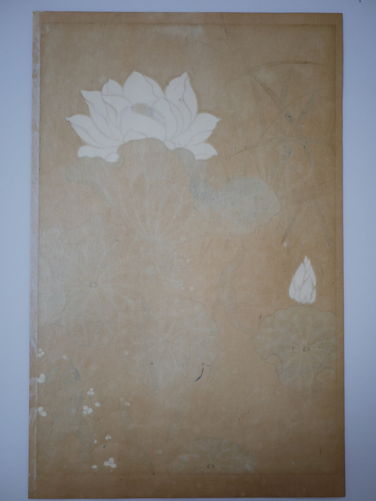 1931, Japanese antique woodblock print, Tawaraya Sotatsu, "Album of Hundred Flowers by Artists of Rinpa School, echinoderms cordifolius”