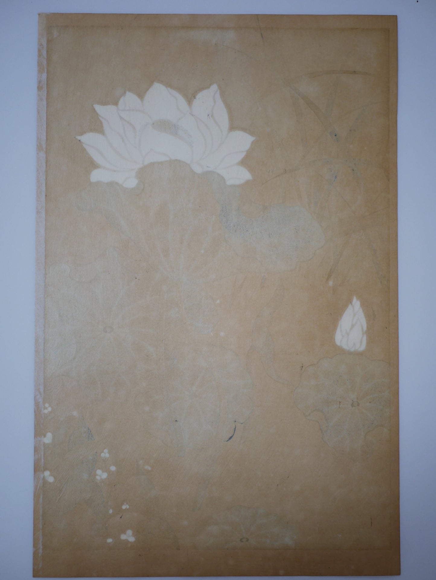 1931, Japanese antique woodblock print, Tawaraya Sotatsu, "Album of Hundred Flowers by Artists of Rinpa School, echinoderms cordifolius”