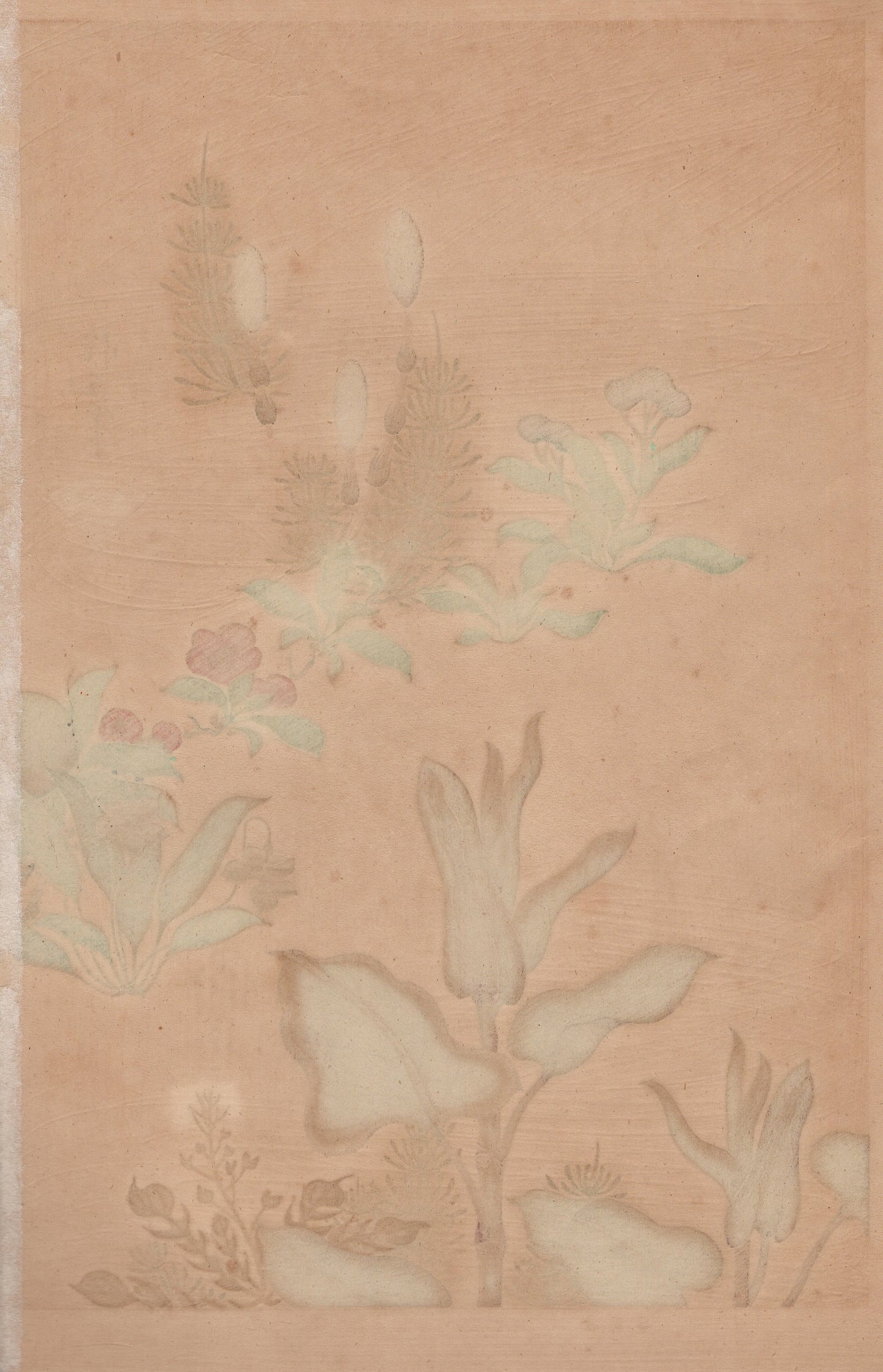 1930, Sakai Hoitsu, "Album of Hundred Flowers by Artists of Rinpa School, Choenomeles lagenaria, Japanese knotweed”