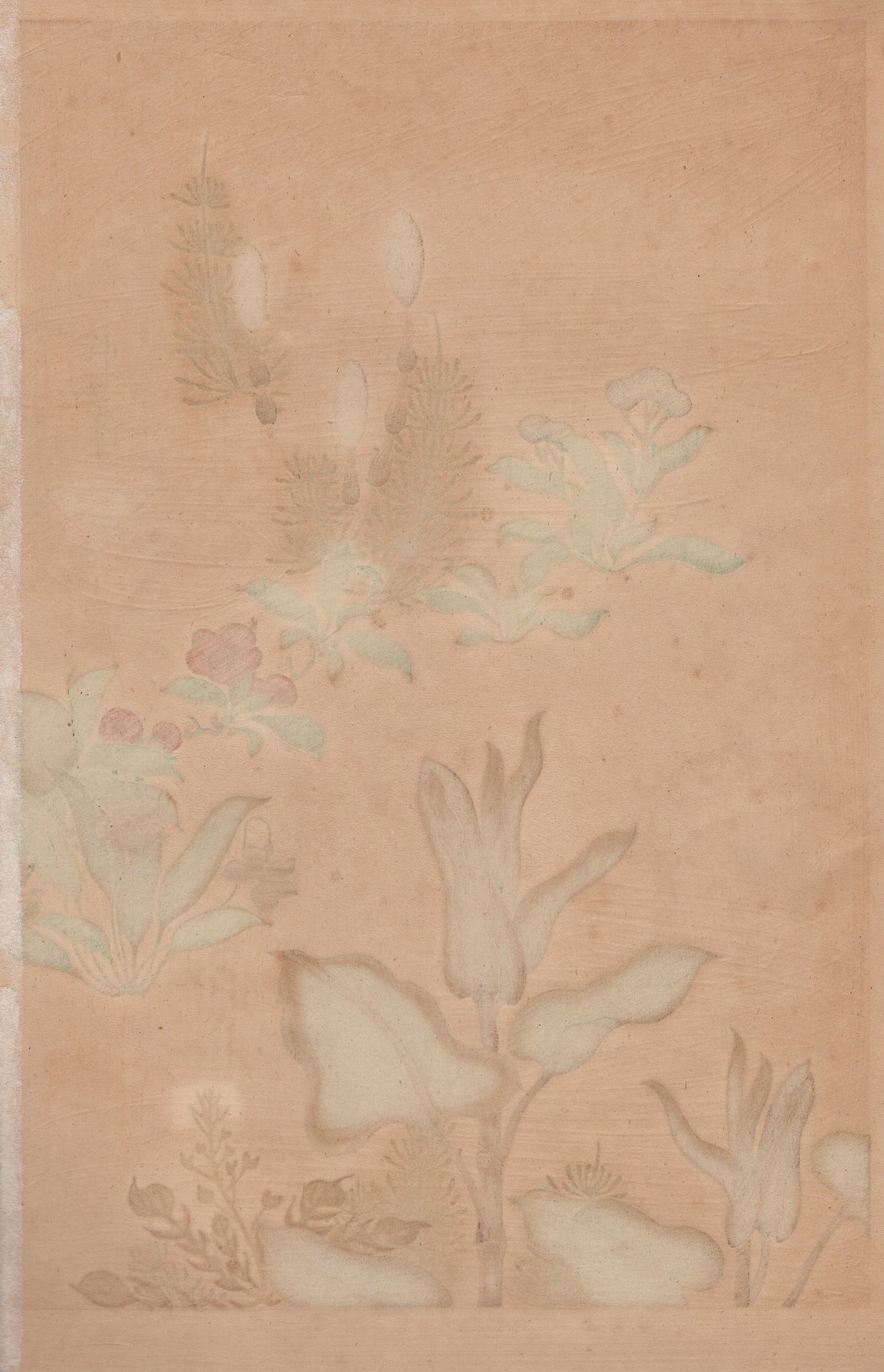 1930, Sakai Hoitsu, "Album of Hundred Flowers by Artists of Rinpa School, Choenomeles lagenaria, Japanese knotweed”