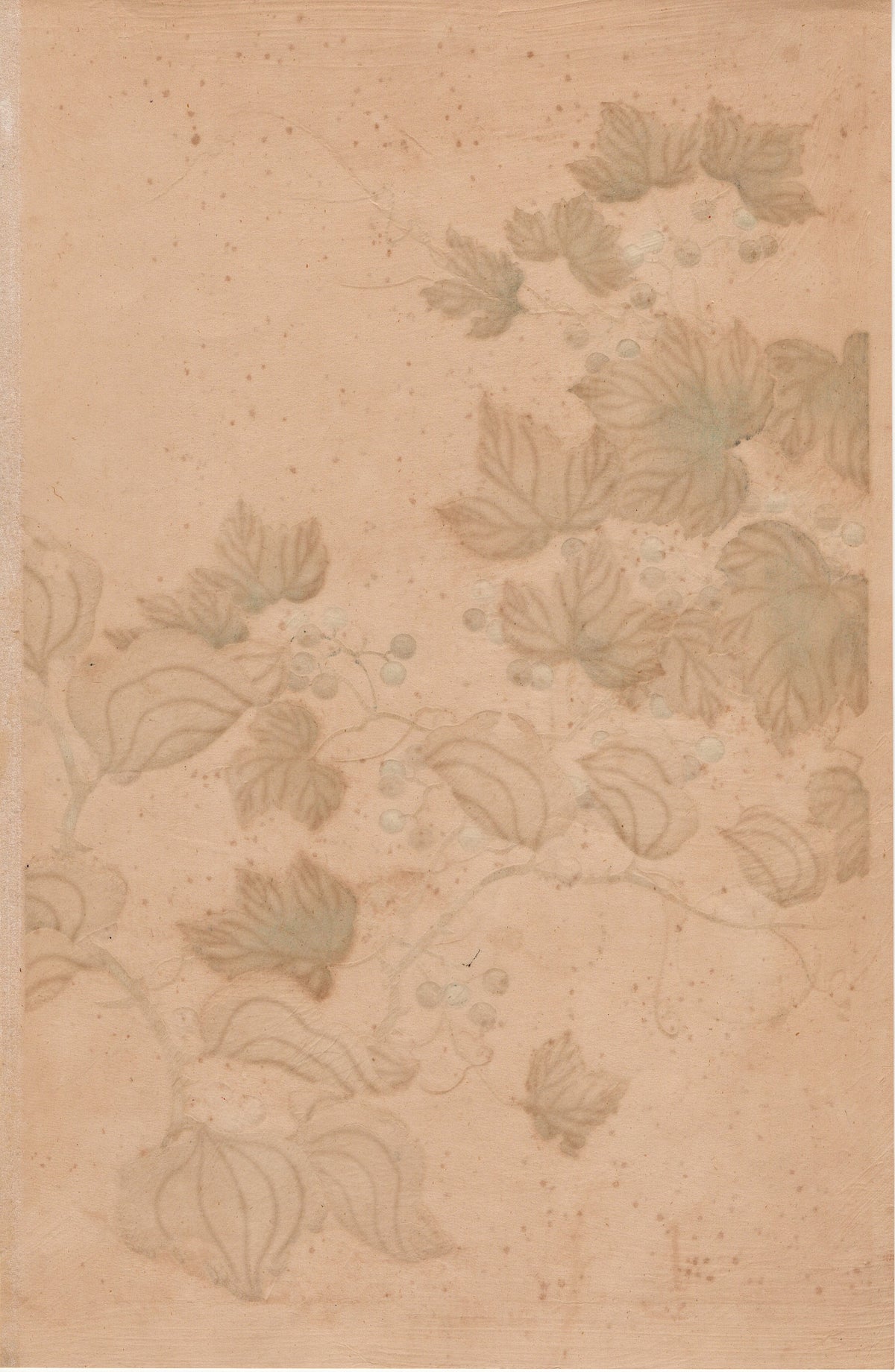 Japanese design, antique, woodcut print, 1930, Tawaraya Sotatsu, "Album of Hundred Flowers by Artists of Rinpa School, Ampelopsis”