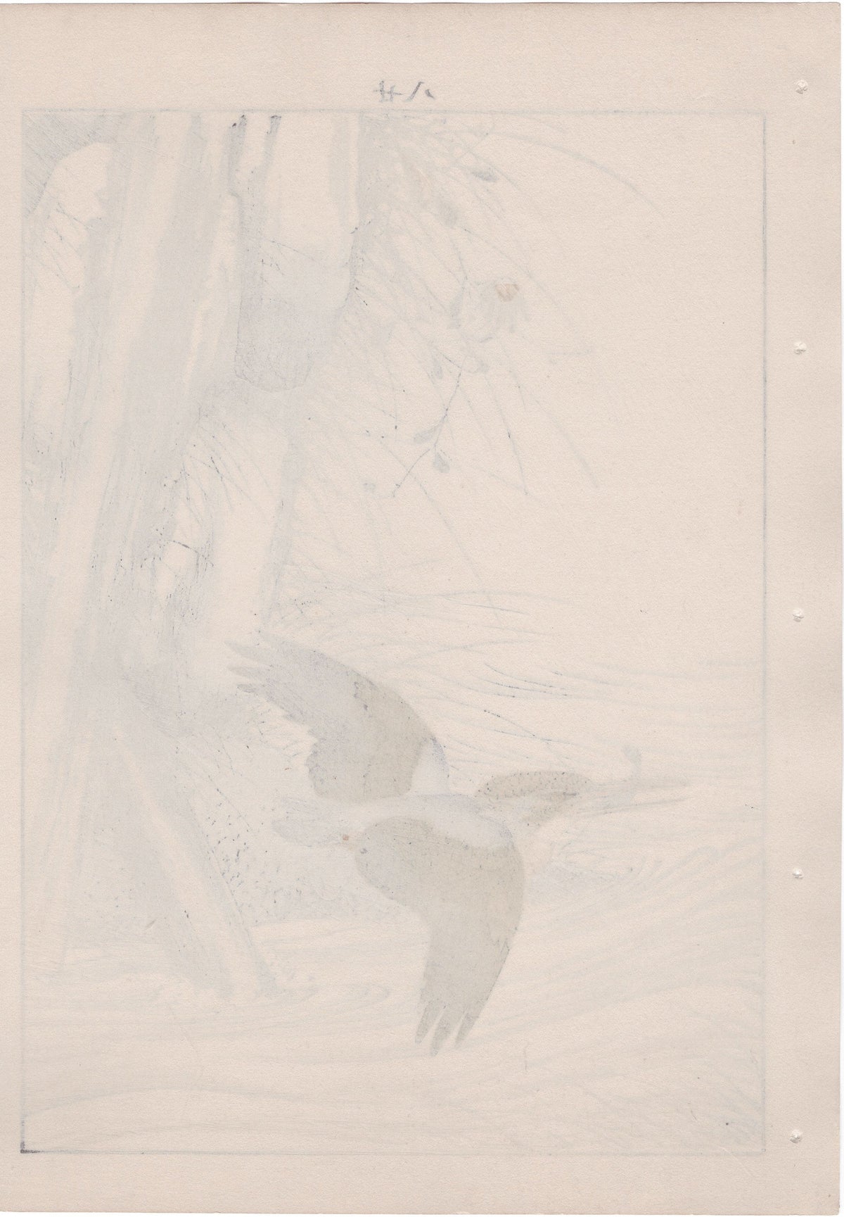 Japanese Antique Original Woodcut Print, 1892, Imao Keinen, "Aster yomena, Common Kingfisher"
