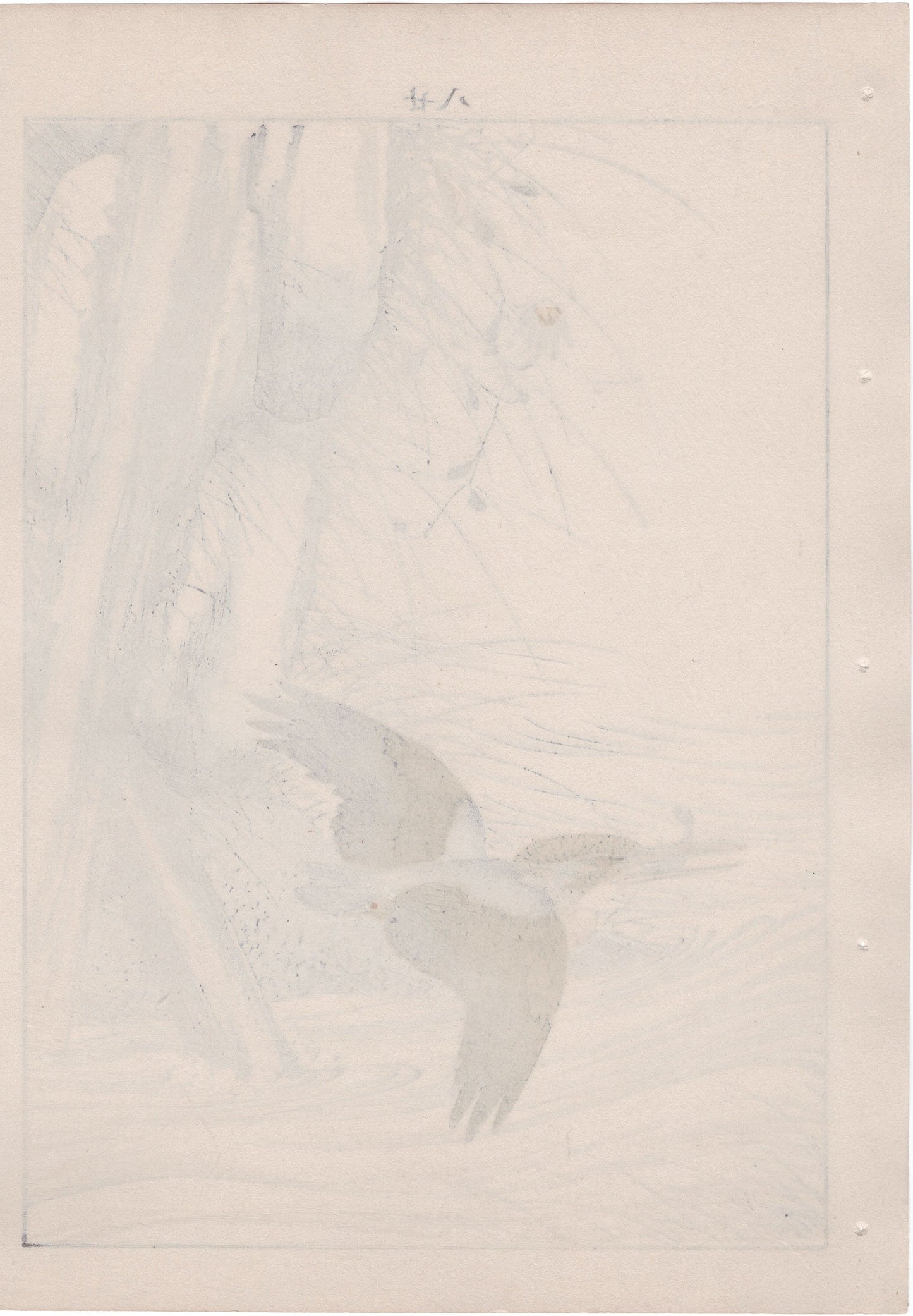Japanese Antique Original Woodcut Print, 1892, Imao Keinen, "Aster yomena, Common Kingfisher"