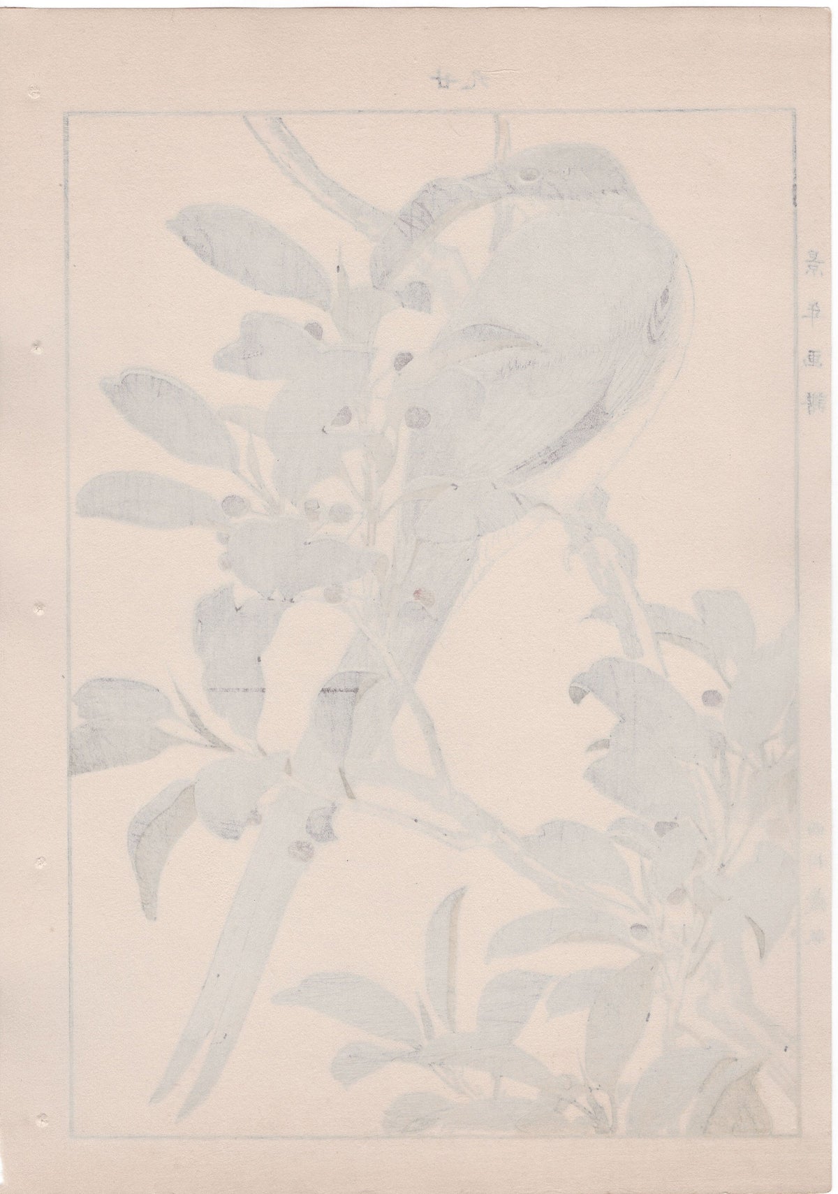 Japanese Antique Original Woodcut Print, 1892, Imao Keinen, "Sakaki, Azure-winged magpie"