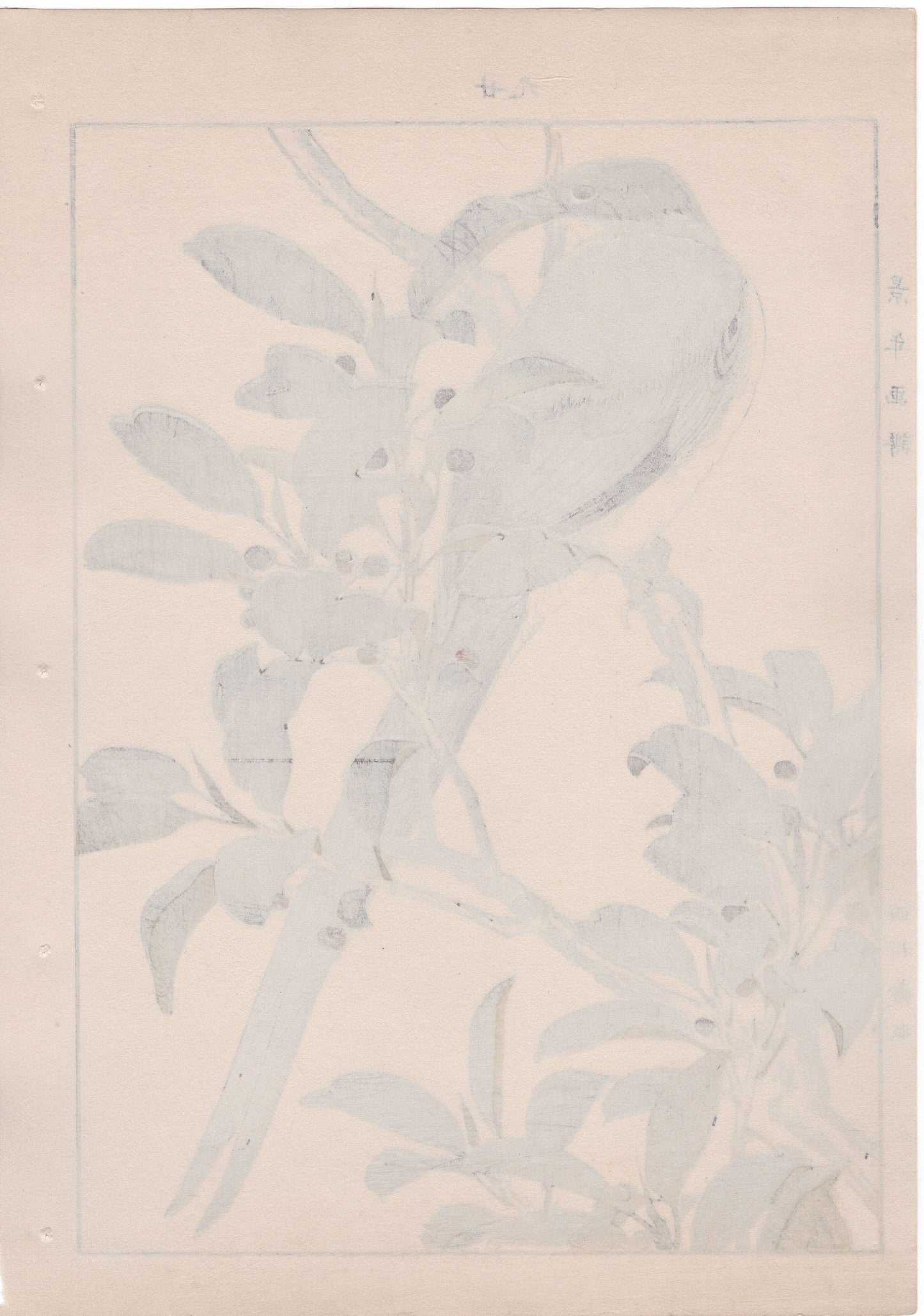 Japanese Antique Original Woodcut Print, 1892, Imao Keinen, "Sakaki, Azure-winged magpie"