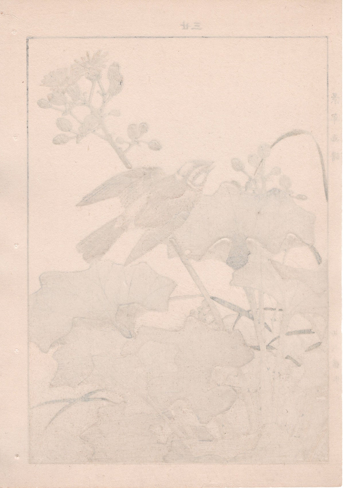 Japanese Antique Original Woodcut Print, 1892, Imao Keinen, "Farfugium japonicum, Meadow bunting"