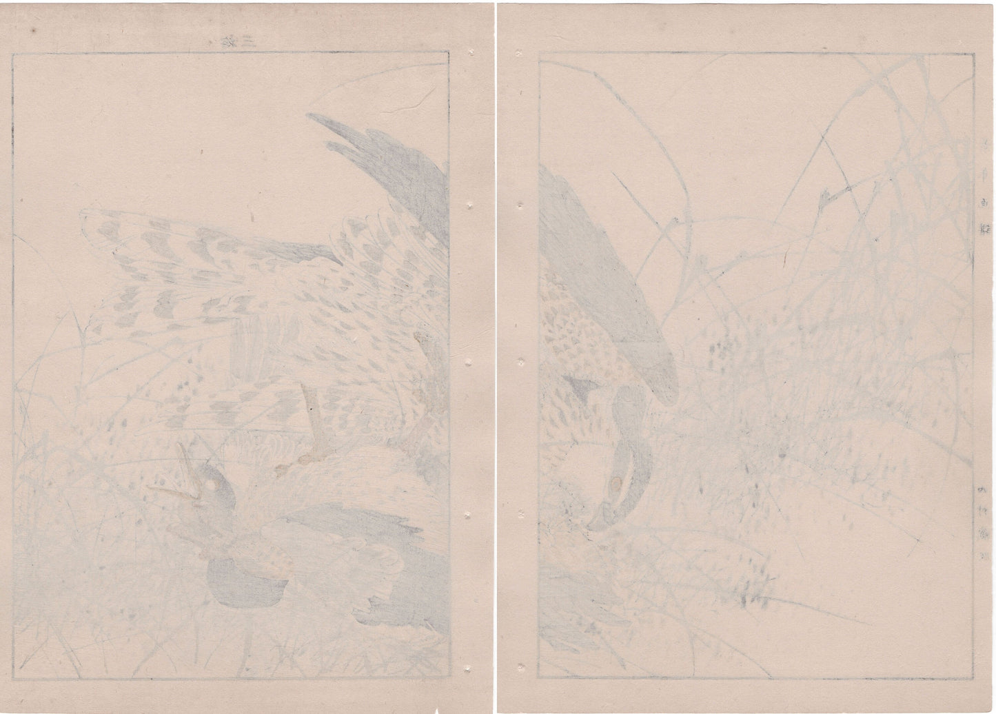 Japanese Antique Original Woodcut Print, 1892, Imao Keinen, "Themeda triandra var. japonica, Hawk, Duck"