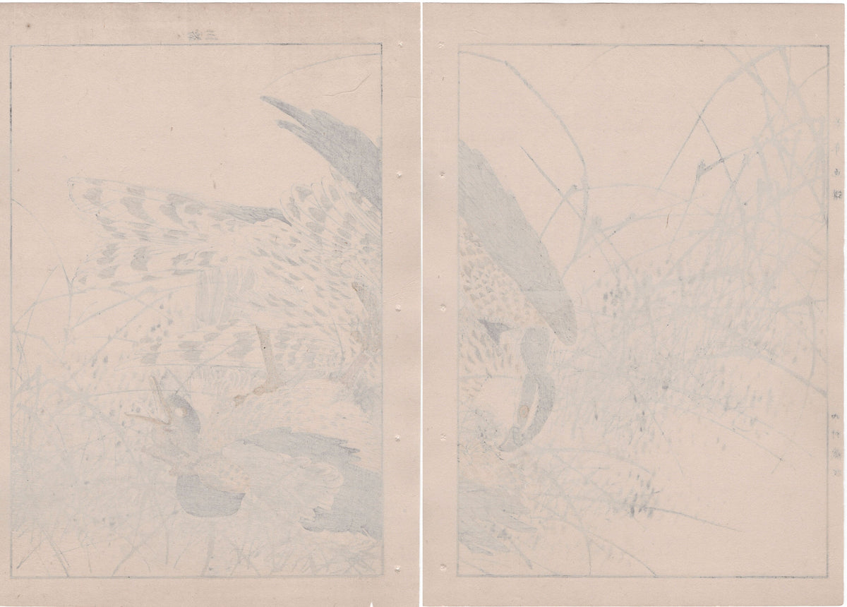 Japanese Antique Original Woodcut Print, 1892, Imao Keinen, "Themeda triandra var. japonica, Hawk, Duck"