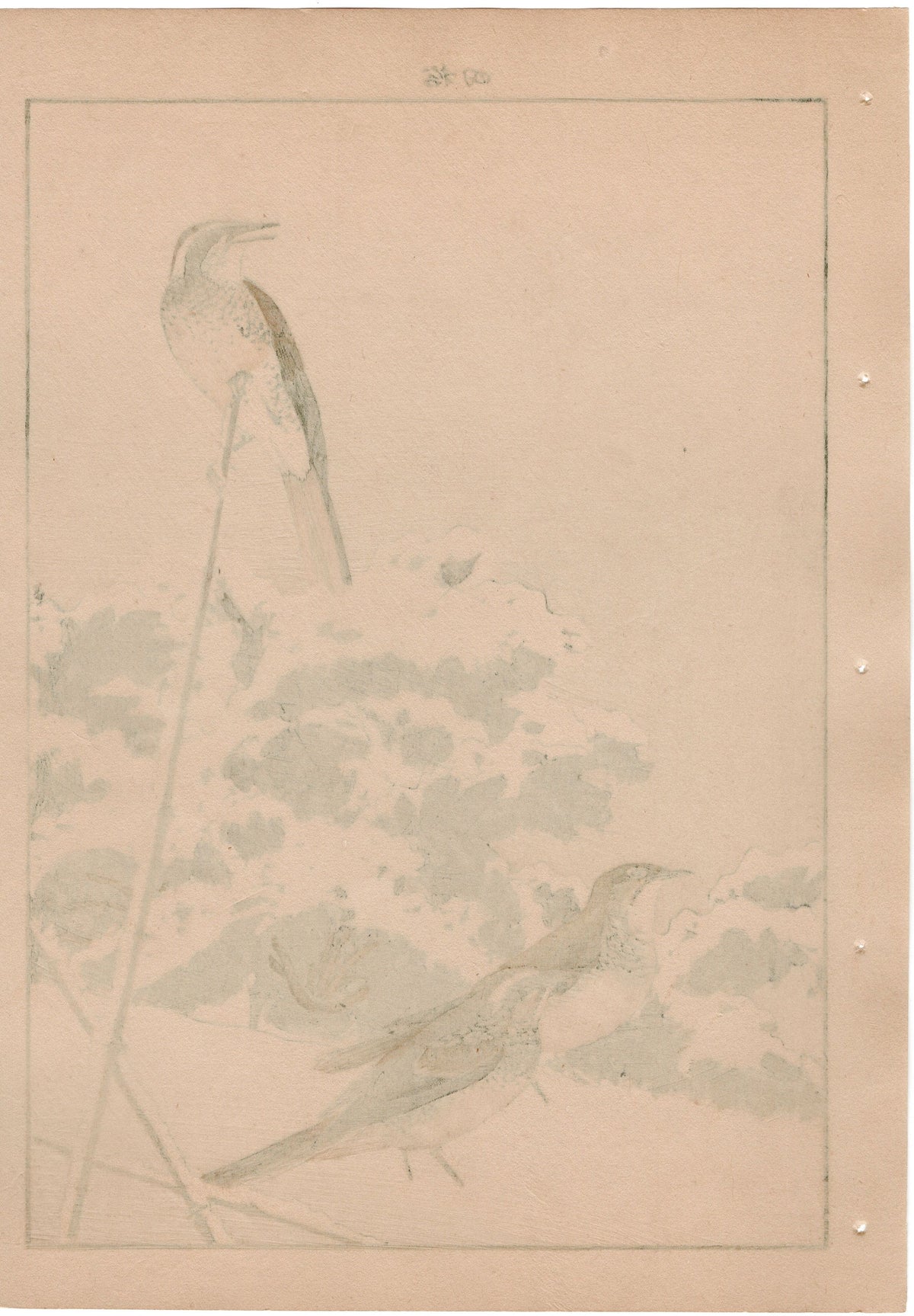 1892, Japanese Antique Original Woodblock Print, Imao Keinen, "Japanese radish, Dusky thrush"