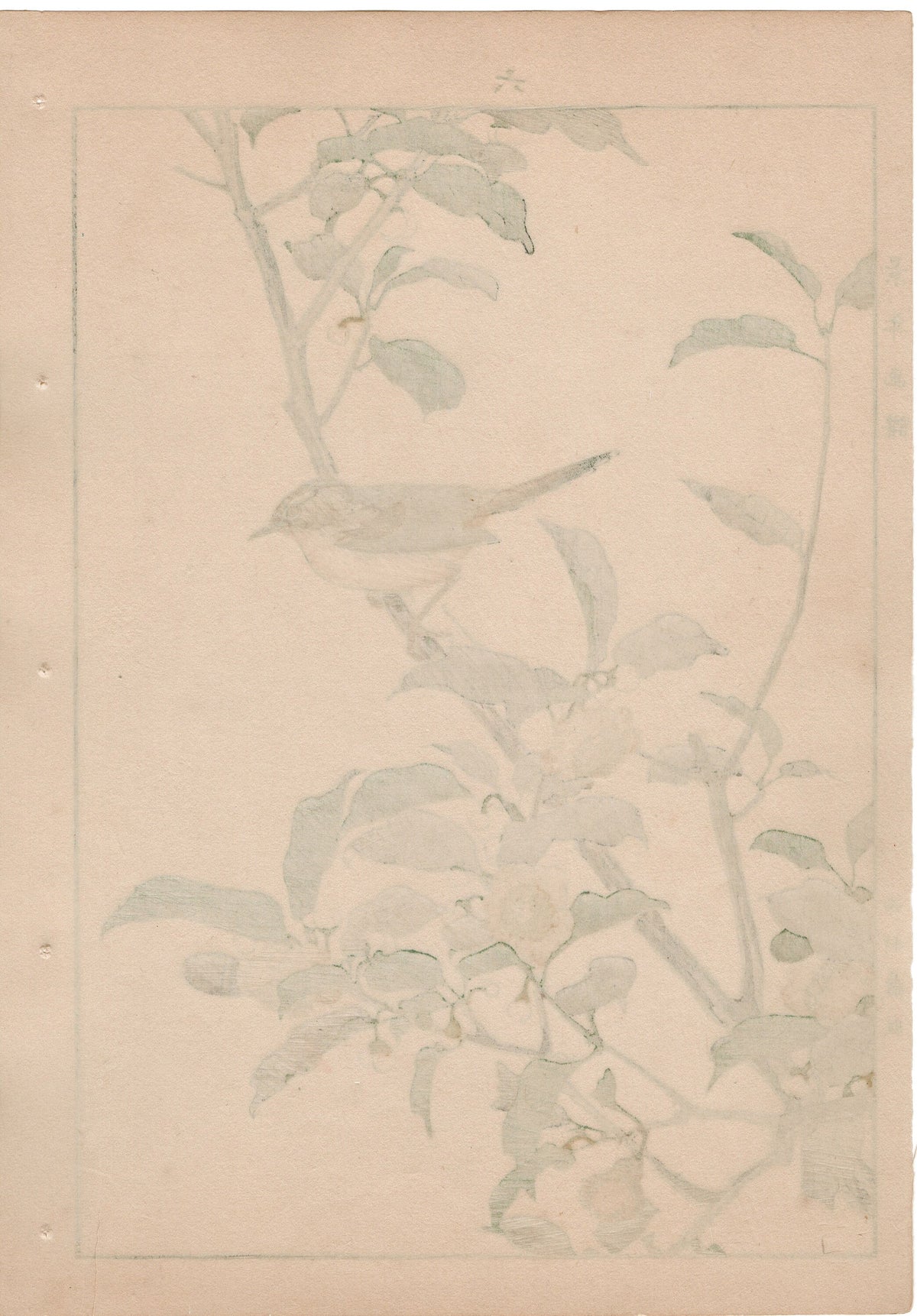 1892, Japanese Antique Original Woodblock Print, Imao Keinen, "Tea flowers, Grassbirds"