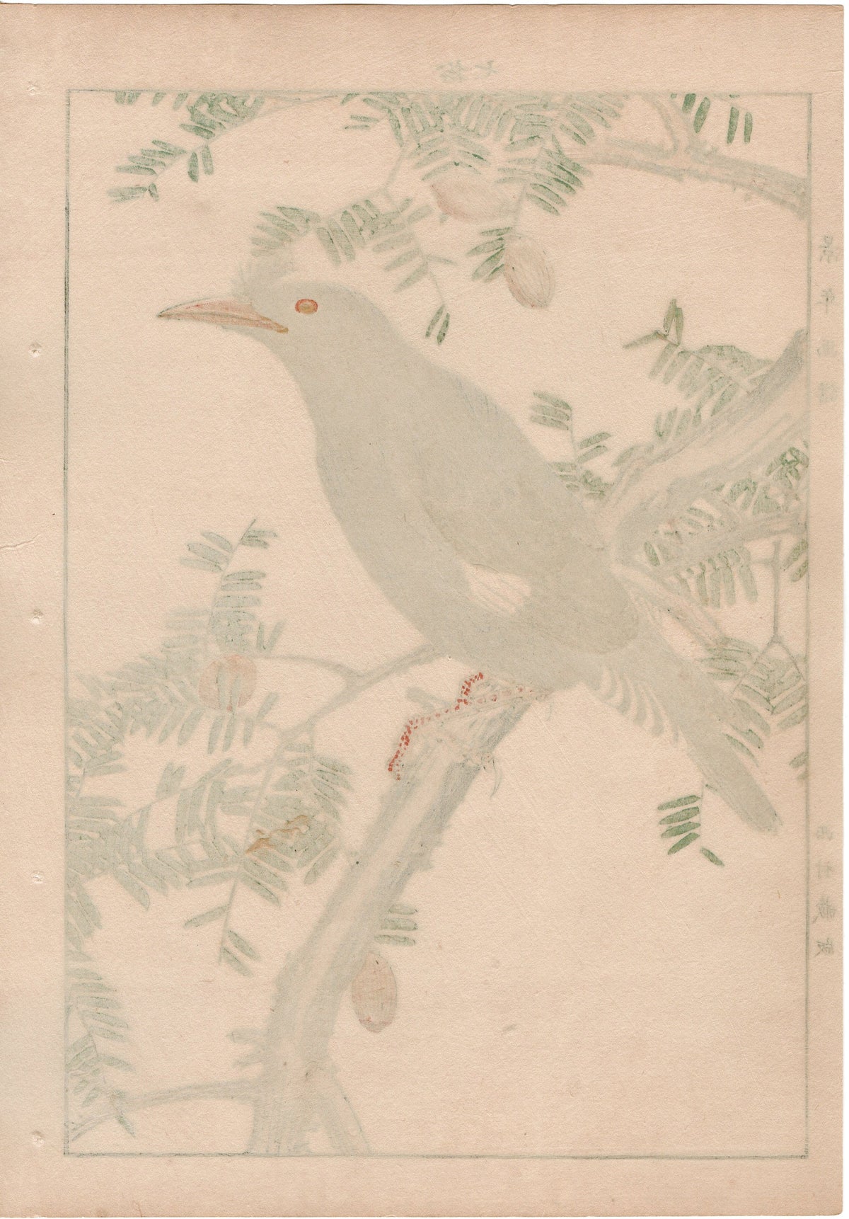 1892, Japanese Antique Original Woodblock Print, Imao Keinen, "Japanese nutmeg tree, Crested myna"