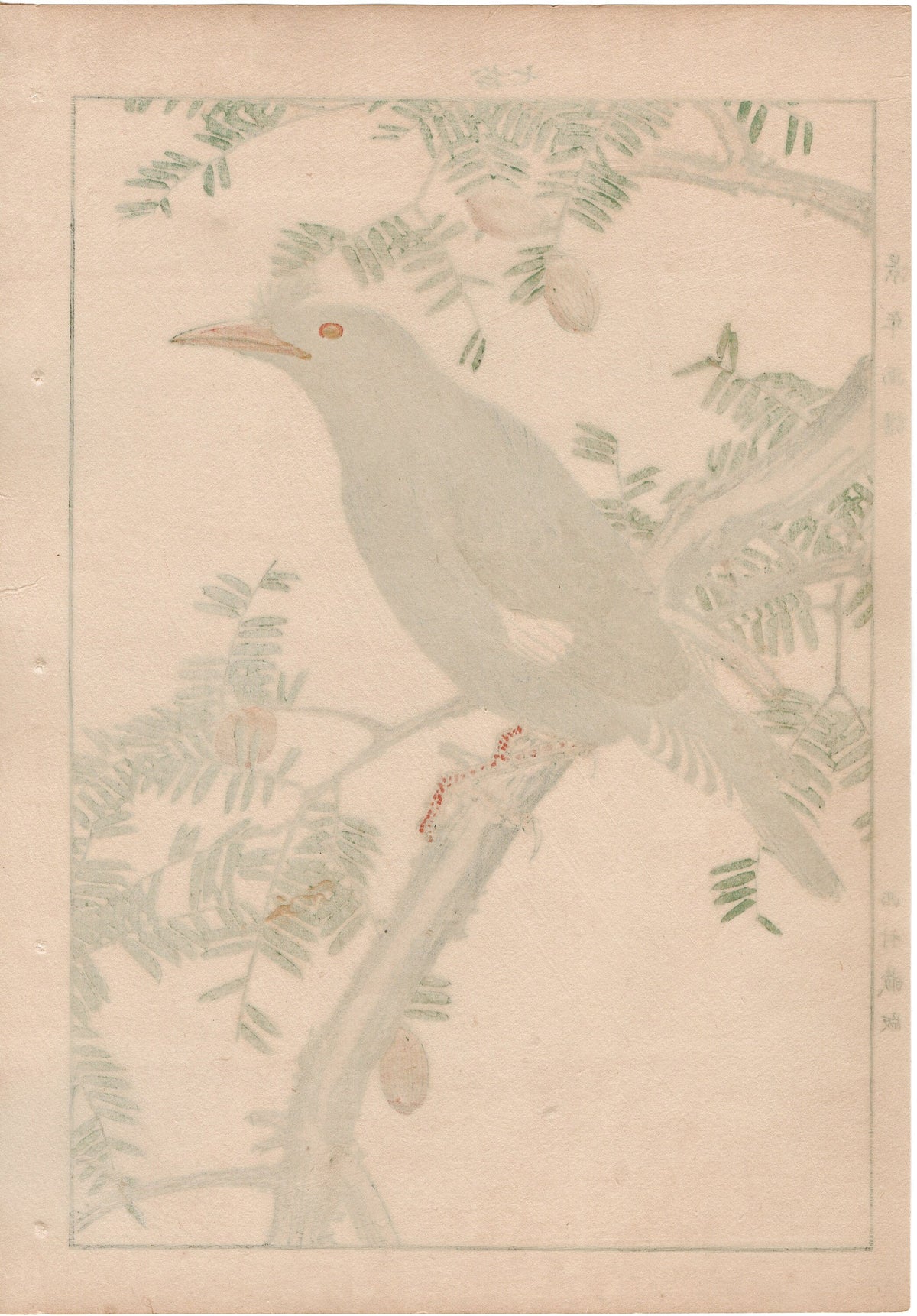 1892, Japanese Antique Original Woodblock Print, Imao Keinen, "Japanese nutmeg tree, Crested myna"
