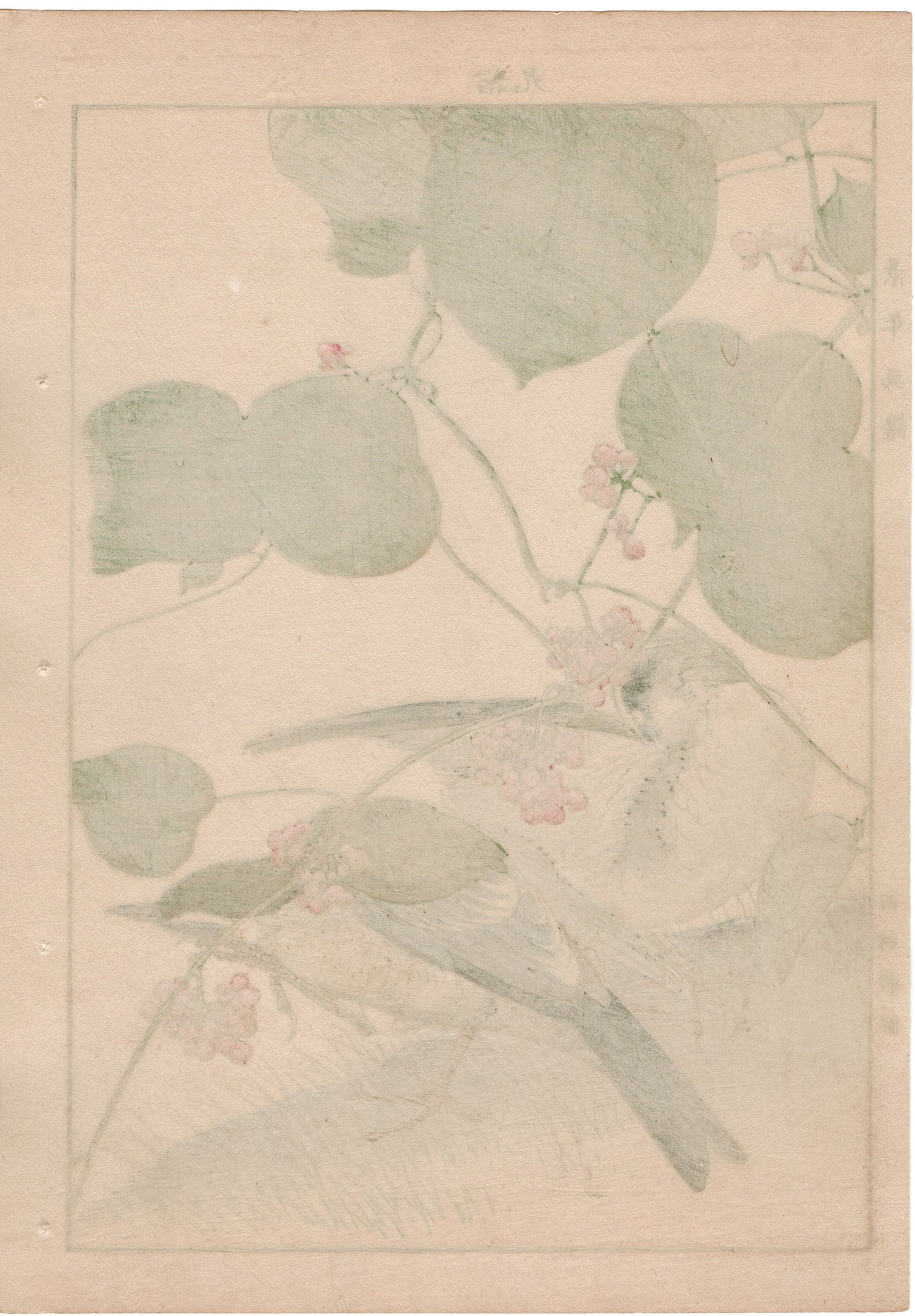 Japanese Antique Original Woodcut Print, 1892, Imao Keinen, "Stephania japonica, Brown-headed thrush"