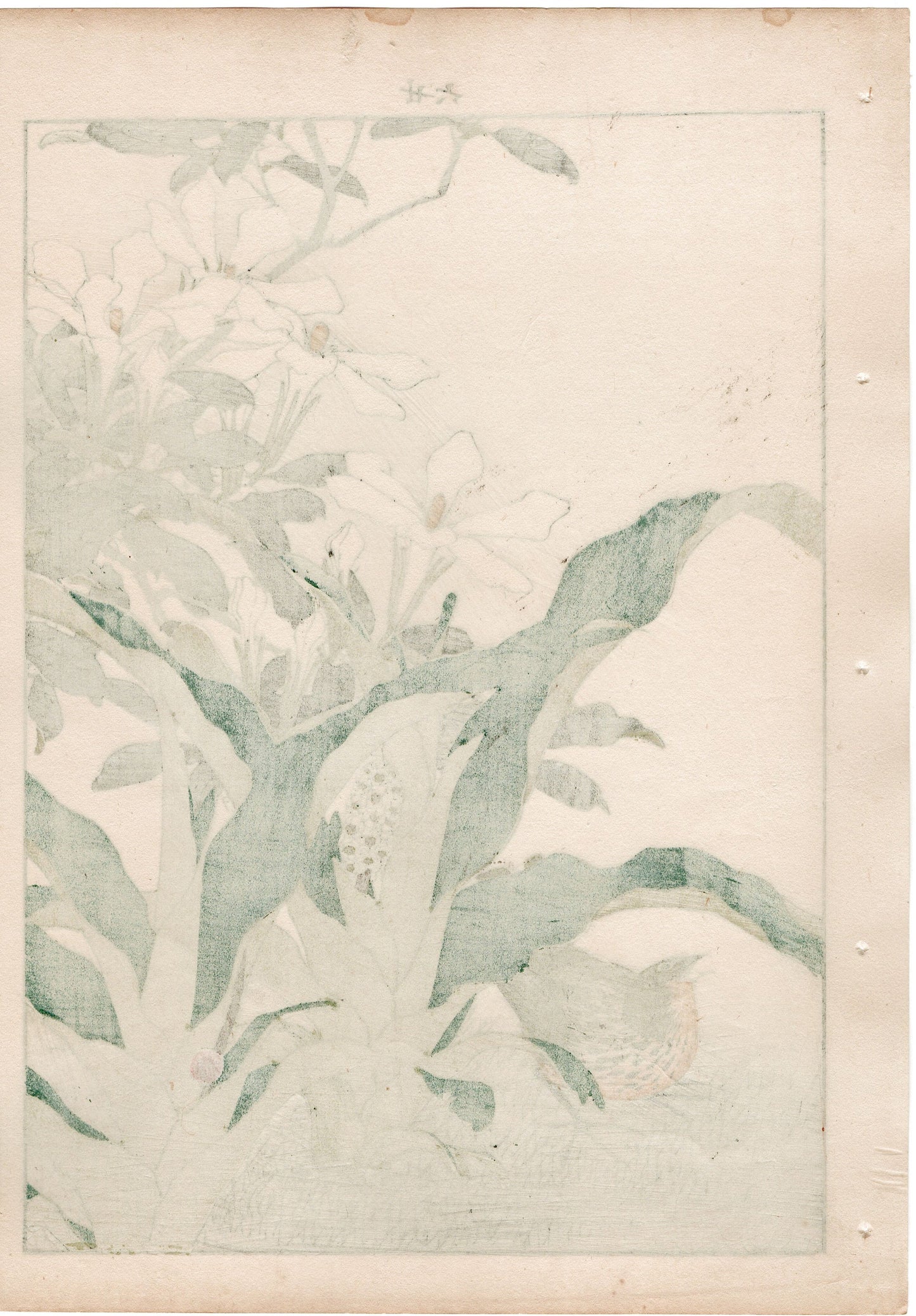 Japanese Antique Original Woodcut Print, 1892, Imao Keinen, "Common gardenia, Rohdea, Gray bunting"