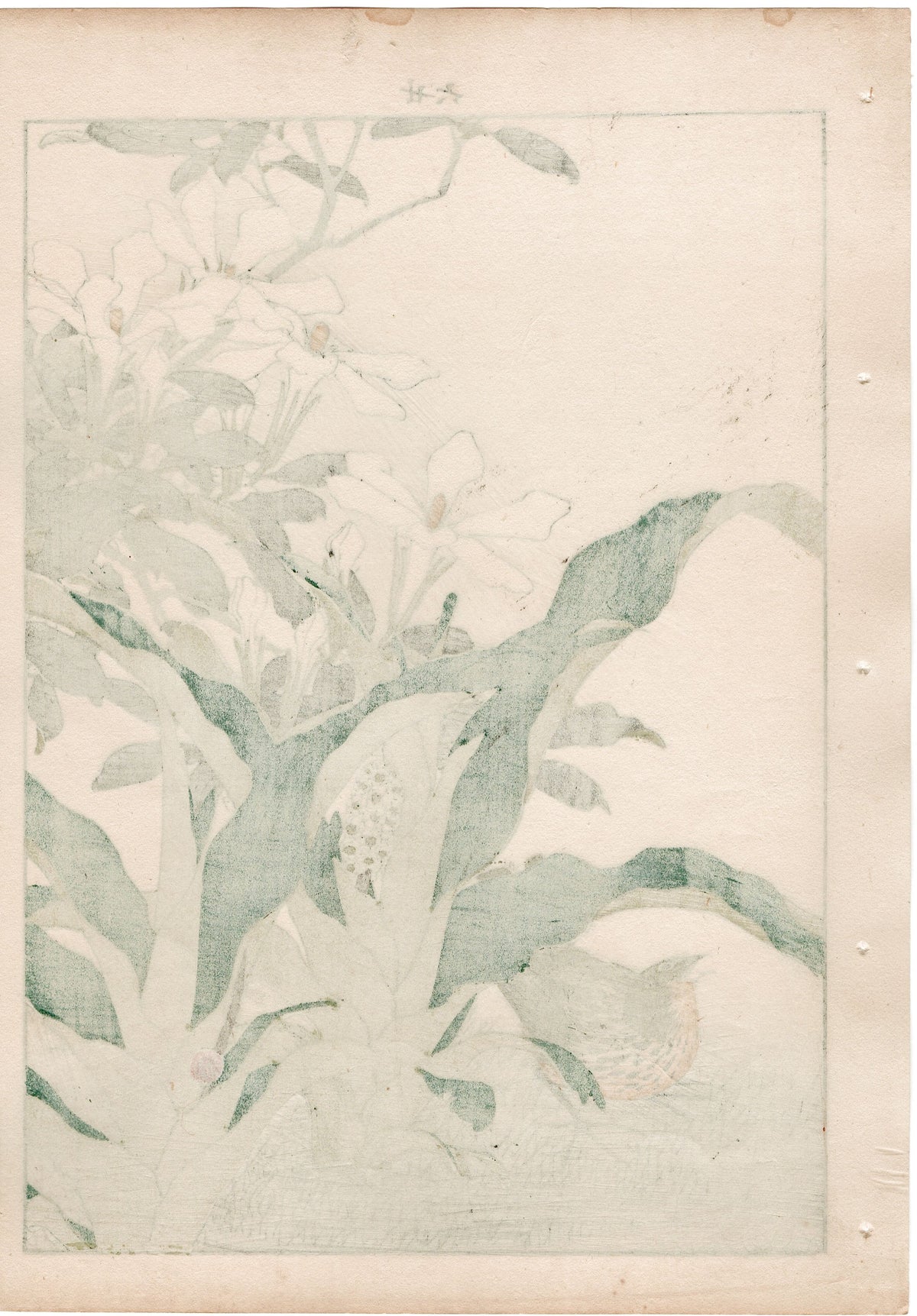 1892, Japanese Antique Original Woodblock Print, Imao Keinen, "Common gardenia, Rohdea, Gray bunting"