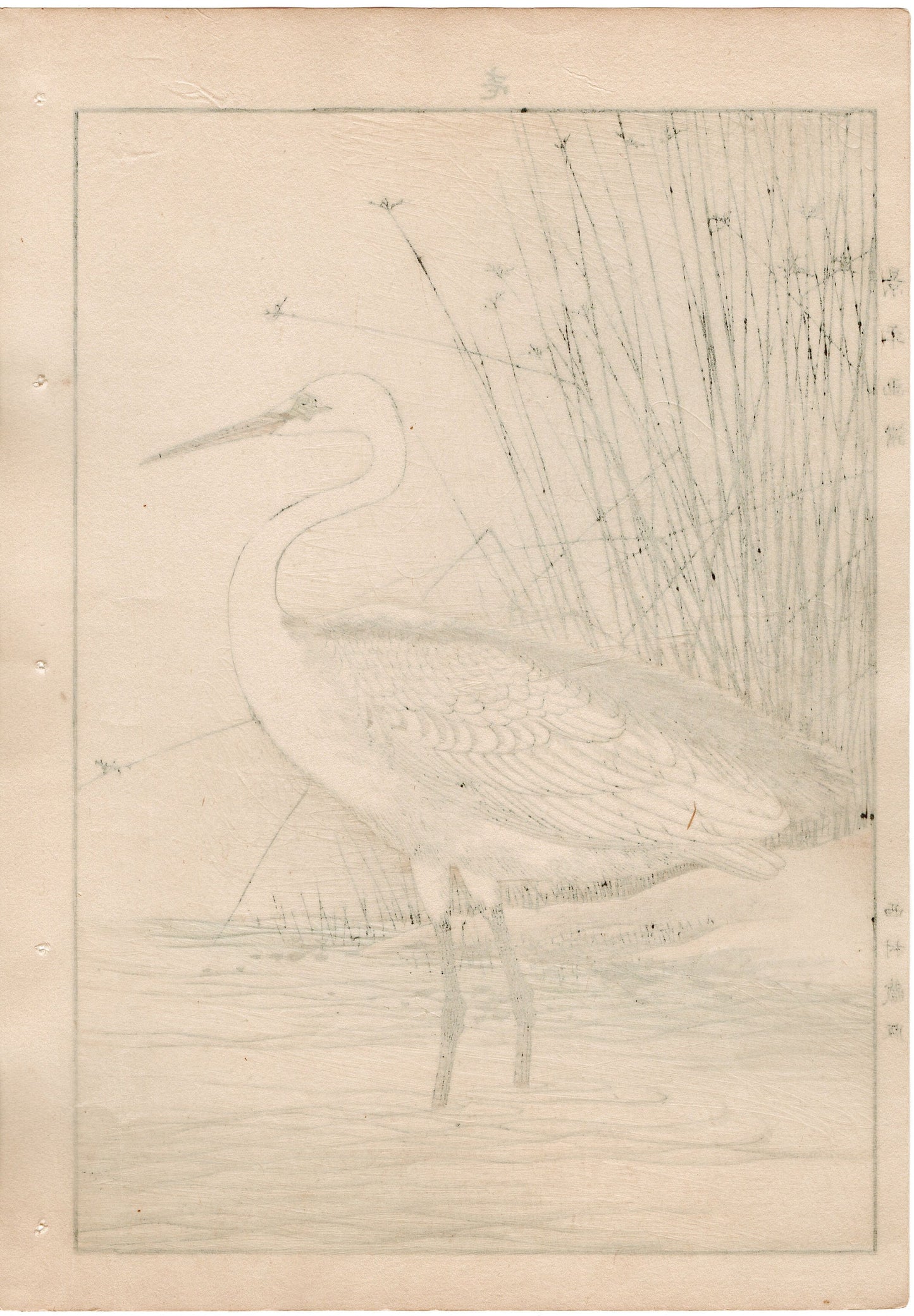 Japanese Antique Original Woodcut Print, 1892, Imao Keinen, "Juncus decipiens, Great egret"