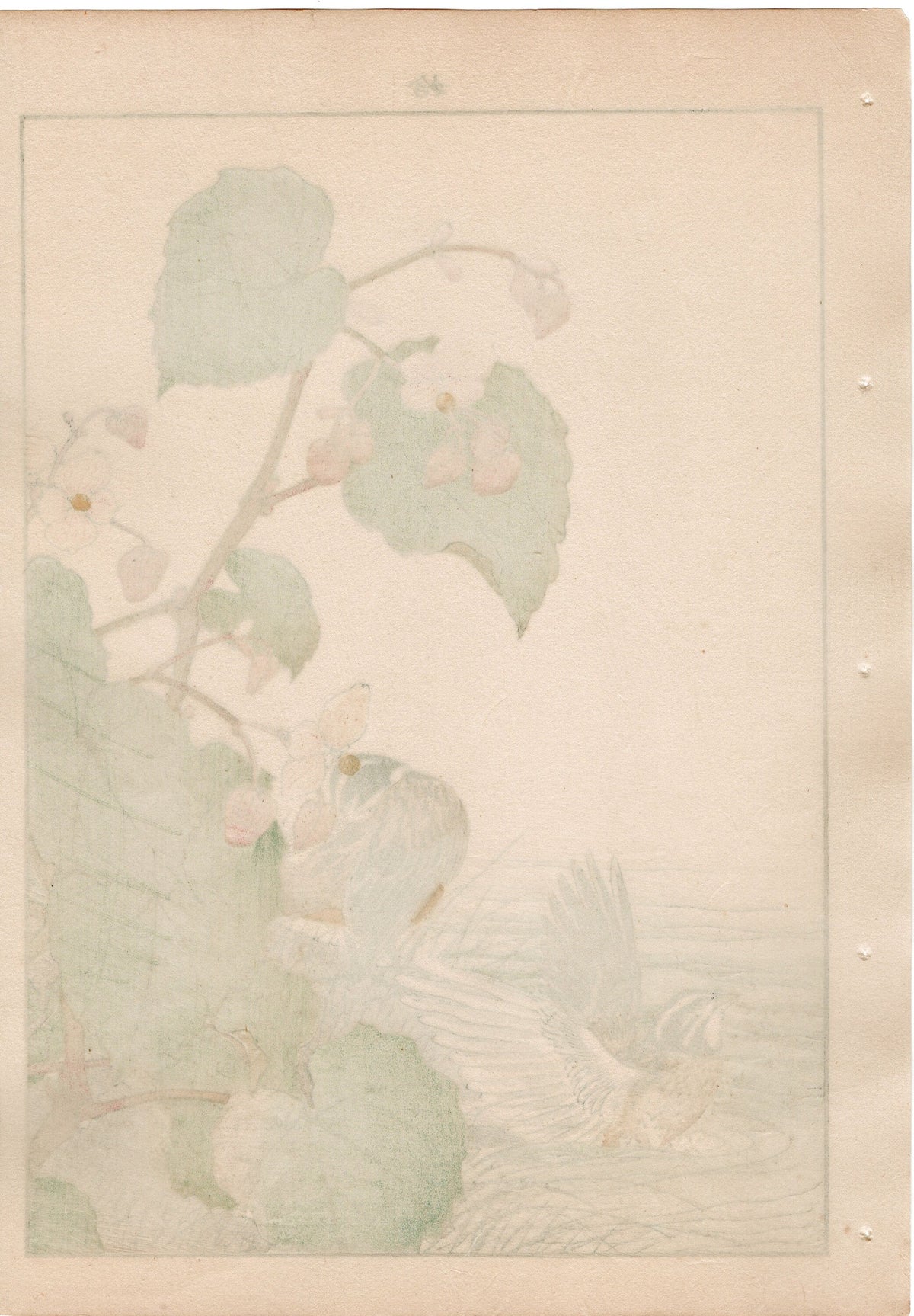 1892, Japanese Antique Original Woodblock Print, Imao Keinen, "Hardy begonia, Japanese reed bunting"
