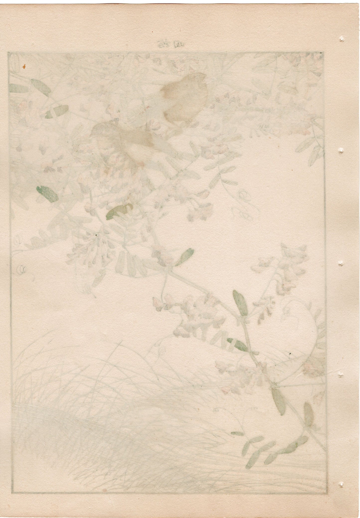1892, Japanese Antique Original Woodblock Print, Imao Keinen, " Tufted vetch, Red avadavat"