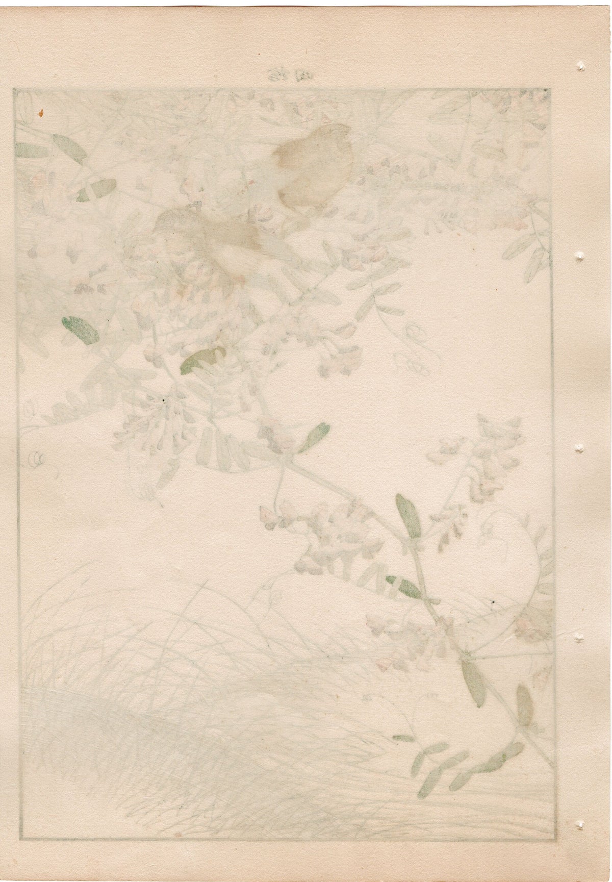 1892, Japanese Antique Original Woodblock Print, Imao Keinen, " Tufted vetch, Red avadavat"