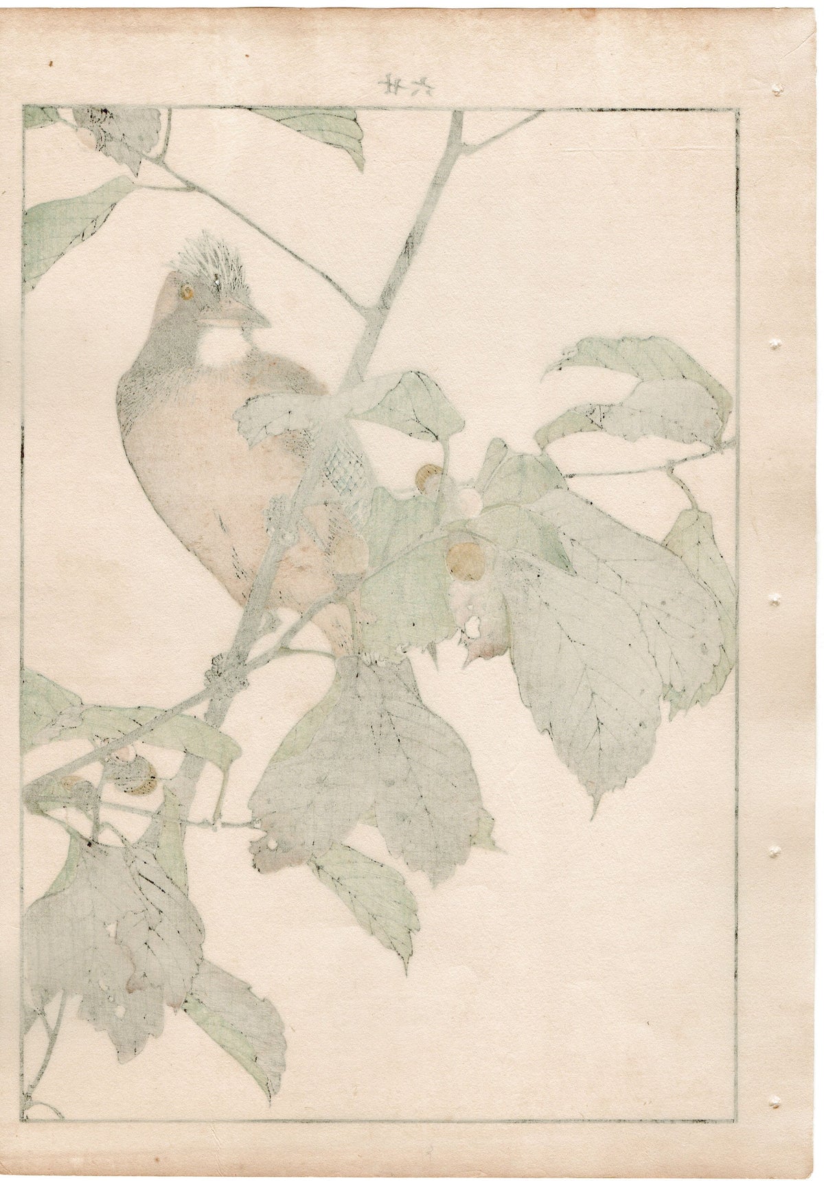 1892, Japanese Antique Original Woodblock Print, Imao Keinen, "Oak tree, Eurasian jay"