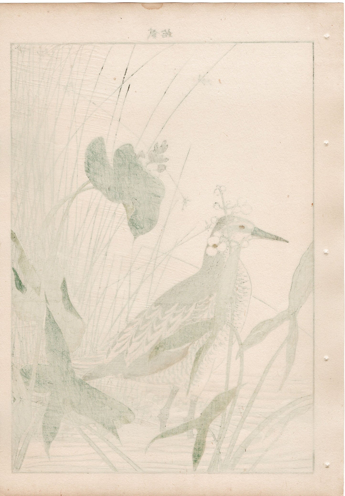 Japanese Antique Original Woodcut Print, 1892, Imao Keinen, "Monochoria korsakowii, Arrowhead, Water rail"
