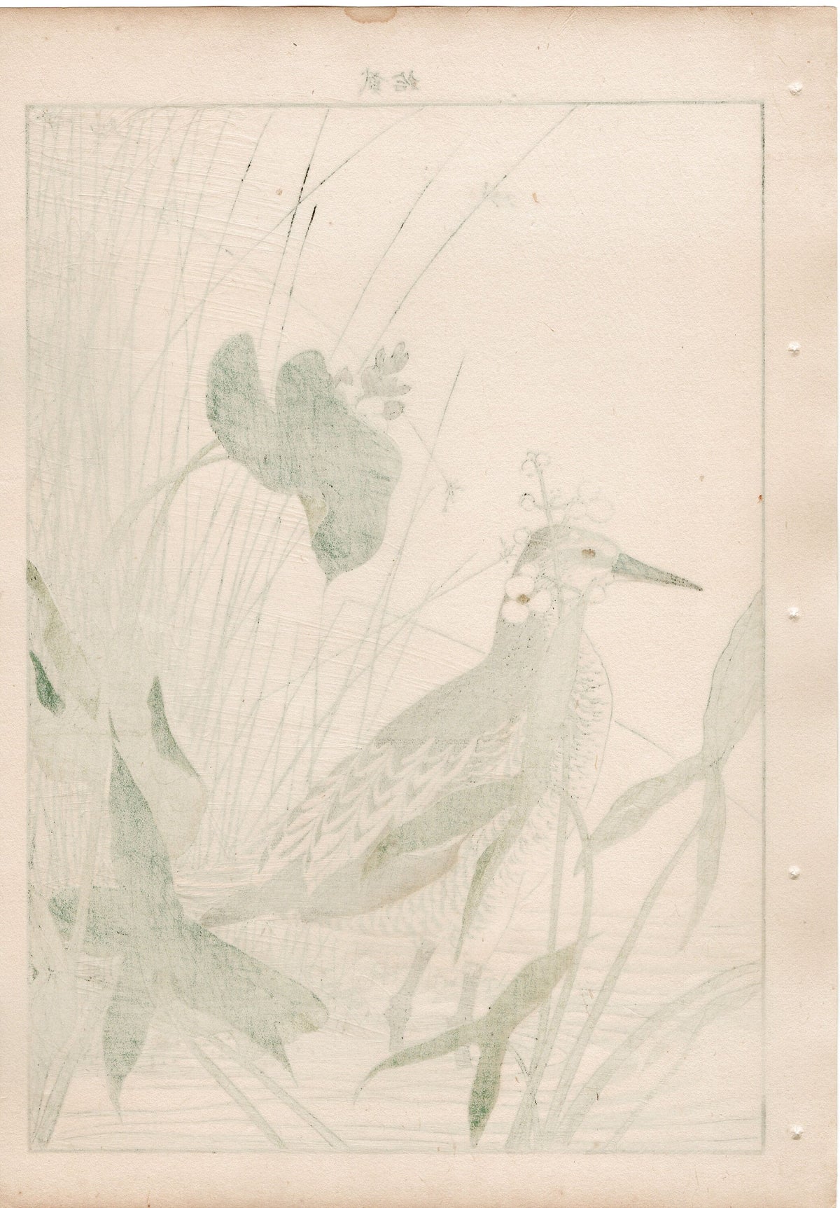 1892, Japanese Antique Original Woodblock Print, Imao Keinen, "Monochoria korsakowii, Arrowhead, Water rail"