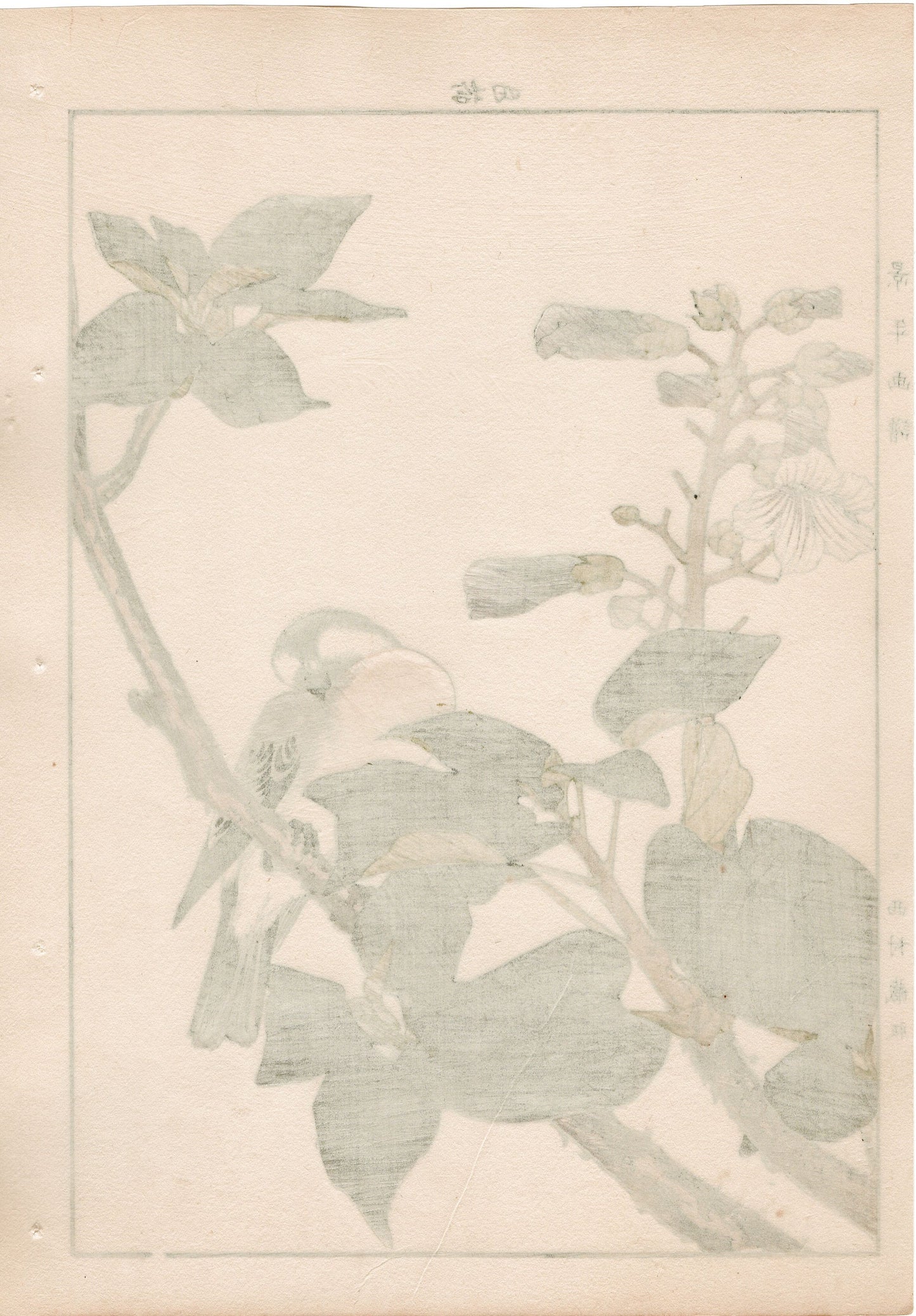 1892, Japanese Antique Original Woodblock Print, Imao Keinen, "Empress tree, Chinese bulbul"
