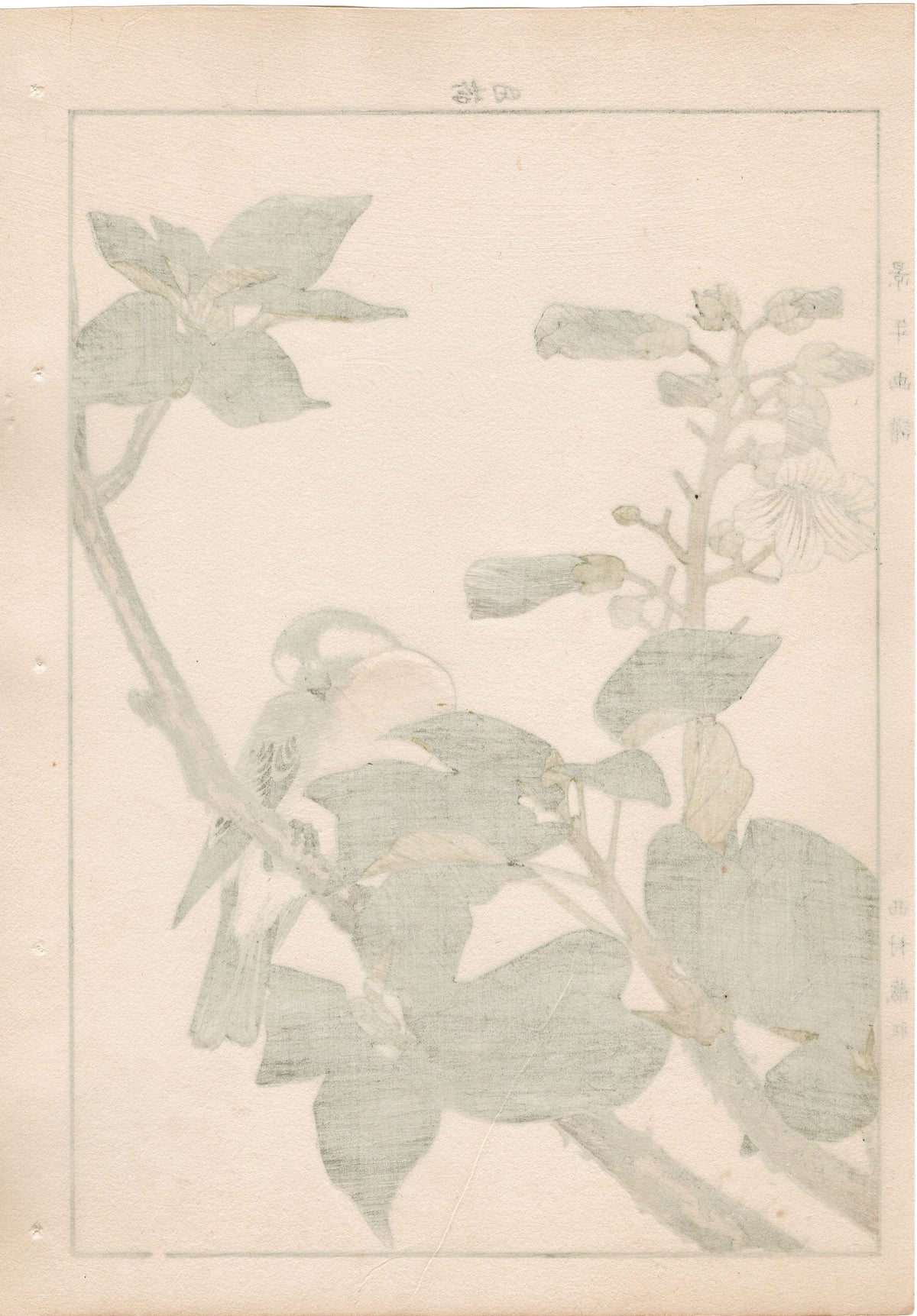 1892, Japanese Antique Original Woodblock Print, Imao Keinen, "Empress tree, Chinese bulbul"