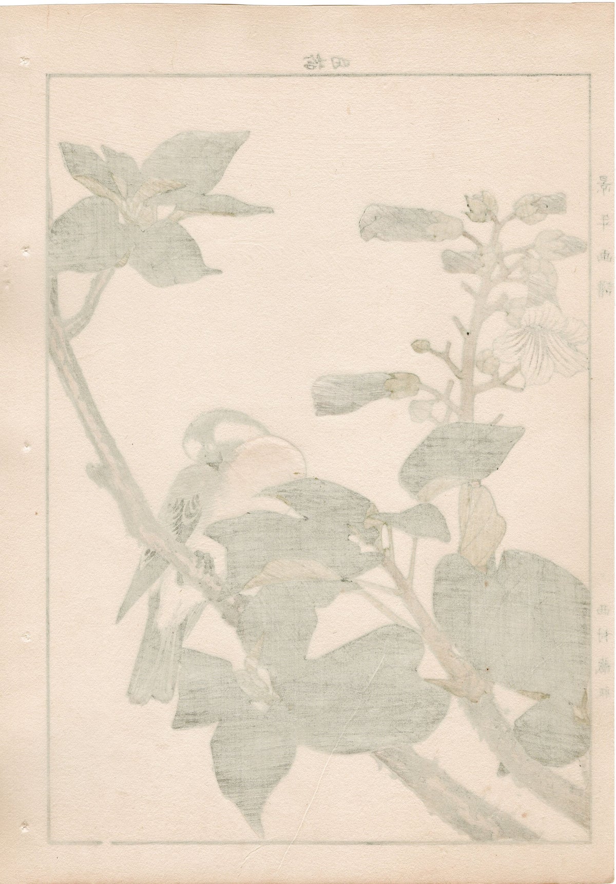1892, Japanese Antique Original Woodblock Print, Imao Keinen, "Empress tree, Chinese bulbul"