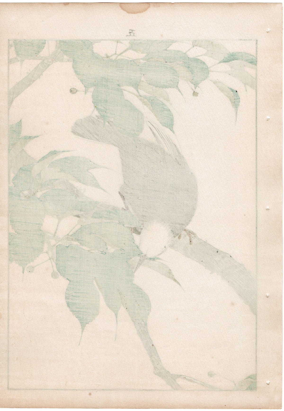 1892, Japanese Antique Original Woodblock Print, Imao Keinen, "Cherries, Chinese bulbul"
