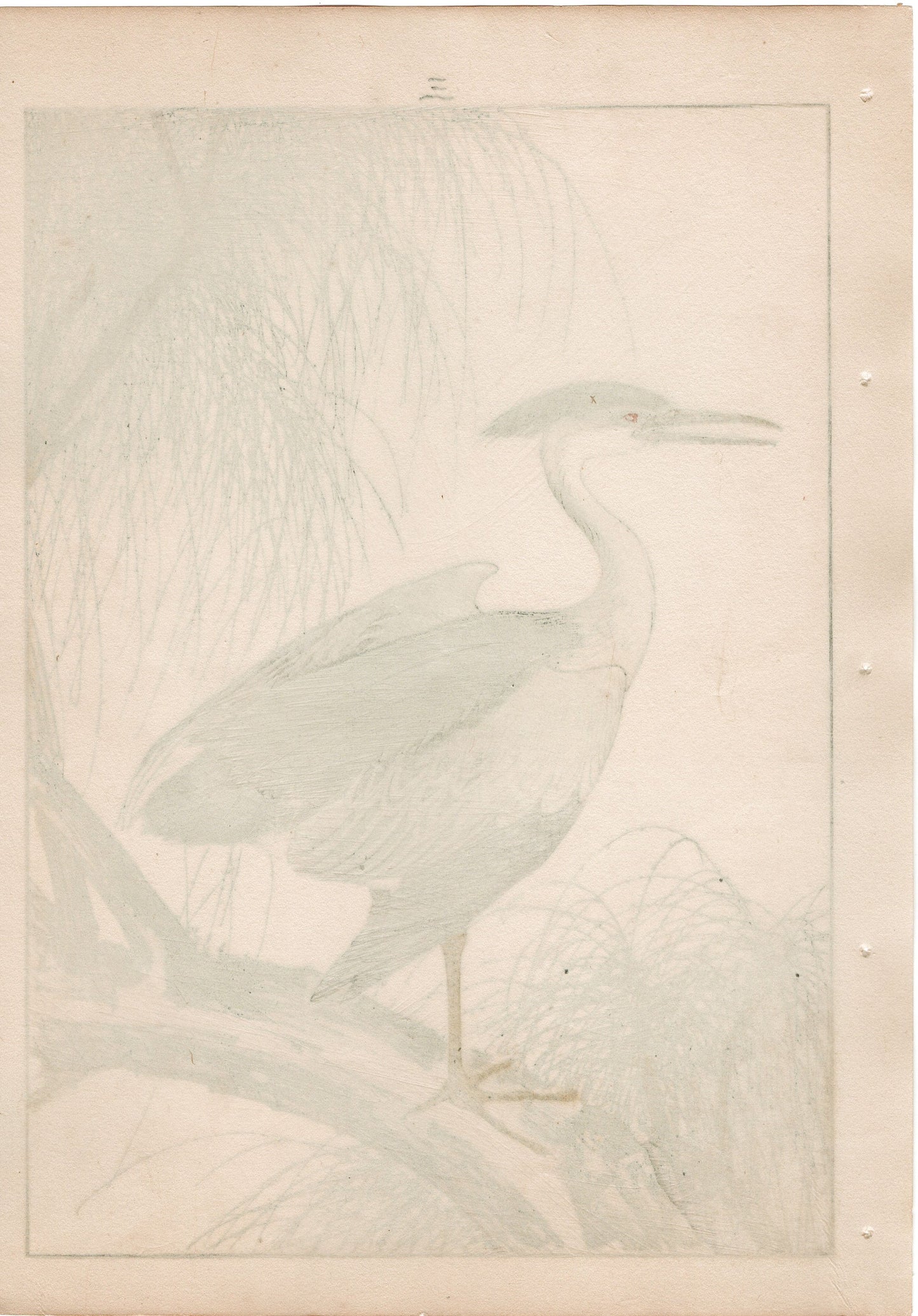 1892, Japanese Antique Original Woodblock Print, Imao Keinen, "Willow, Black-crowned night heron Night heron"